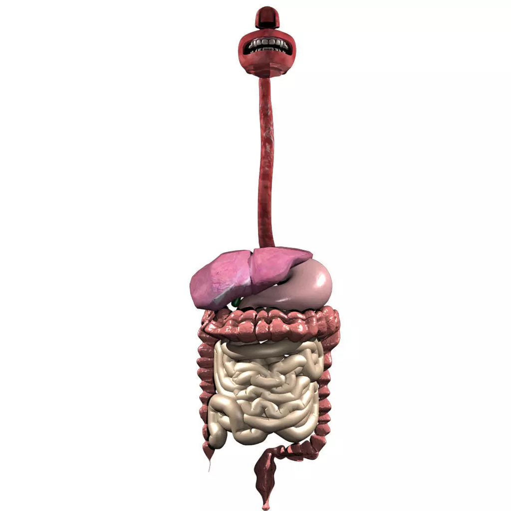 Digestive System 3D 3D model_0