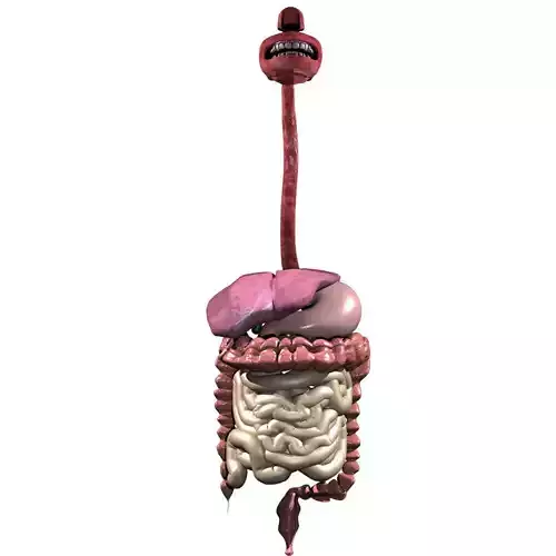 Digestive System 3D 3D model