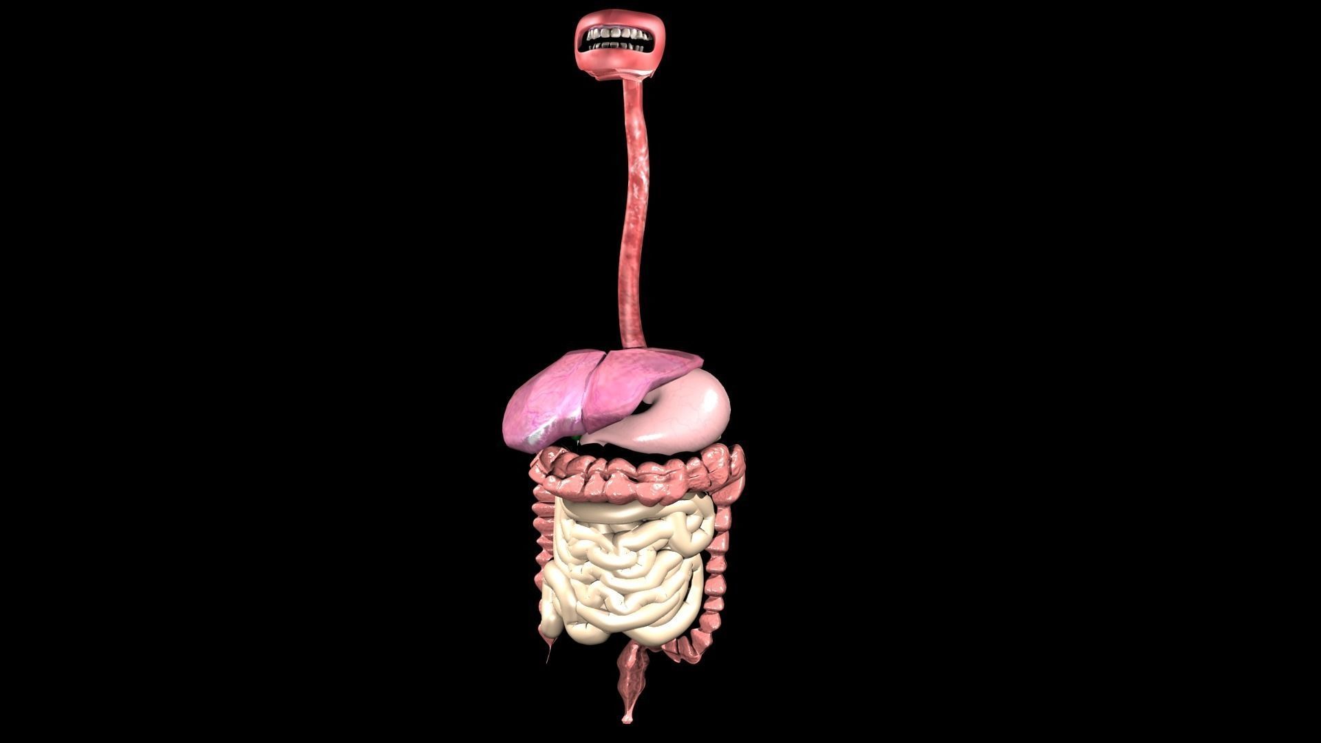 Digestive System 3D 3D model_1
