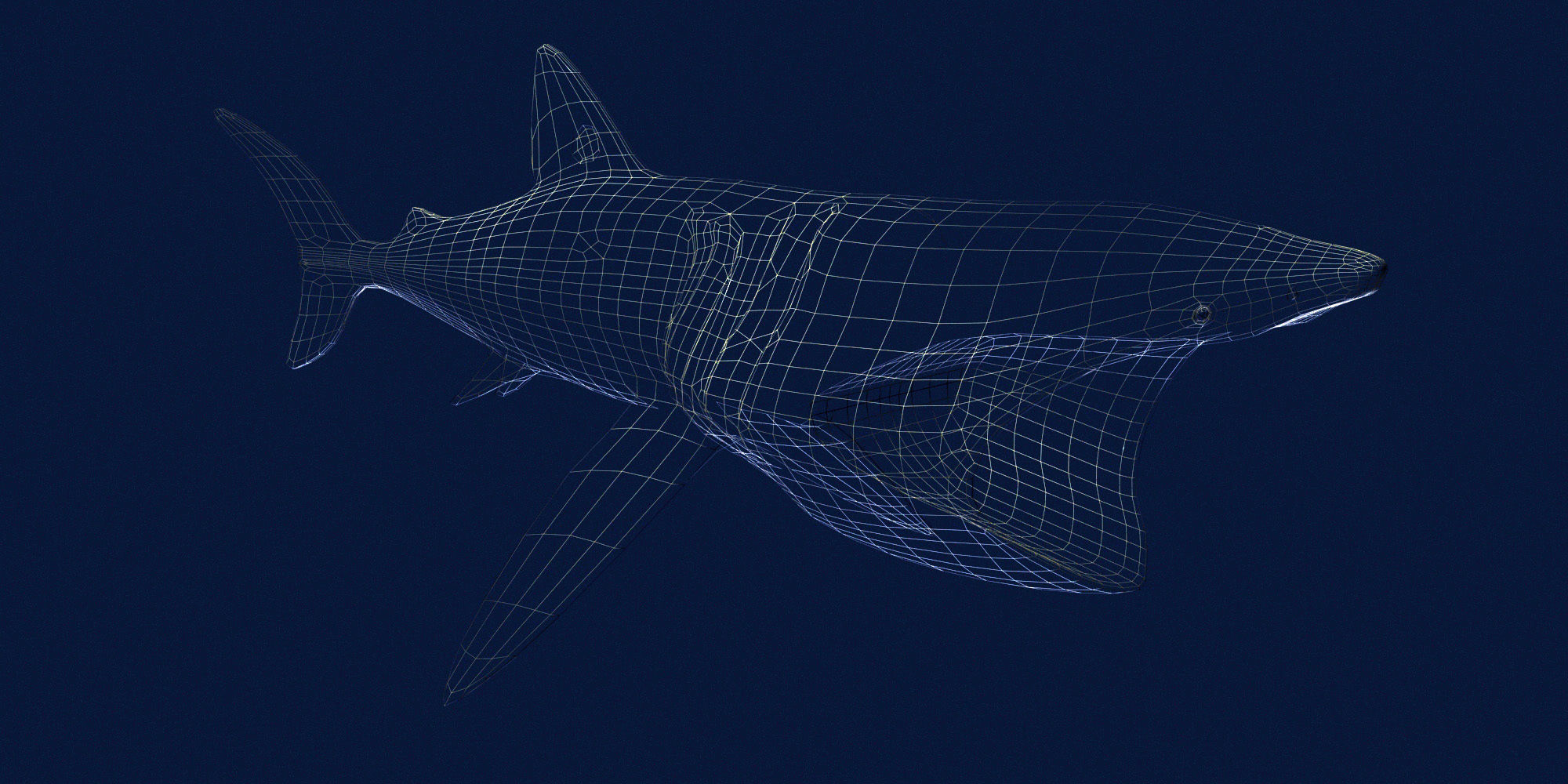 Basking Shark 3D model_9