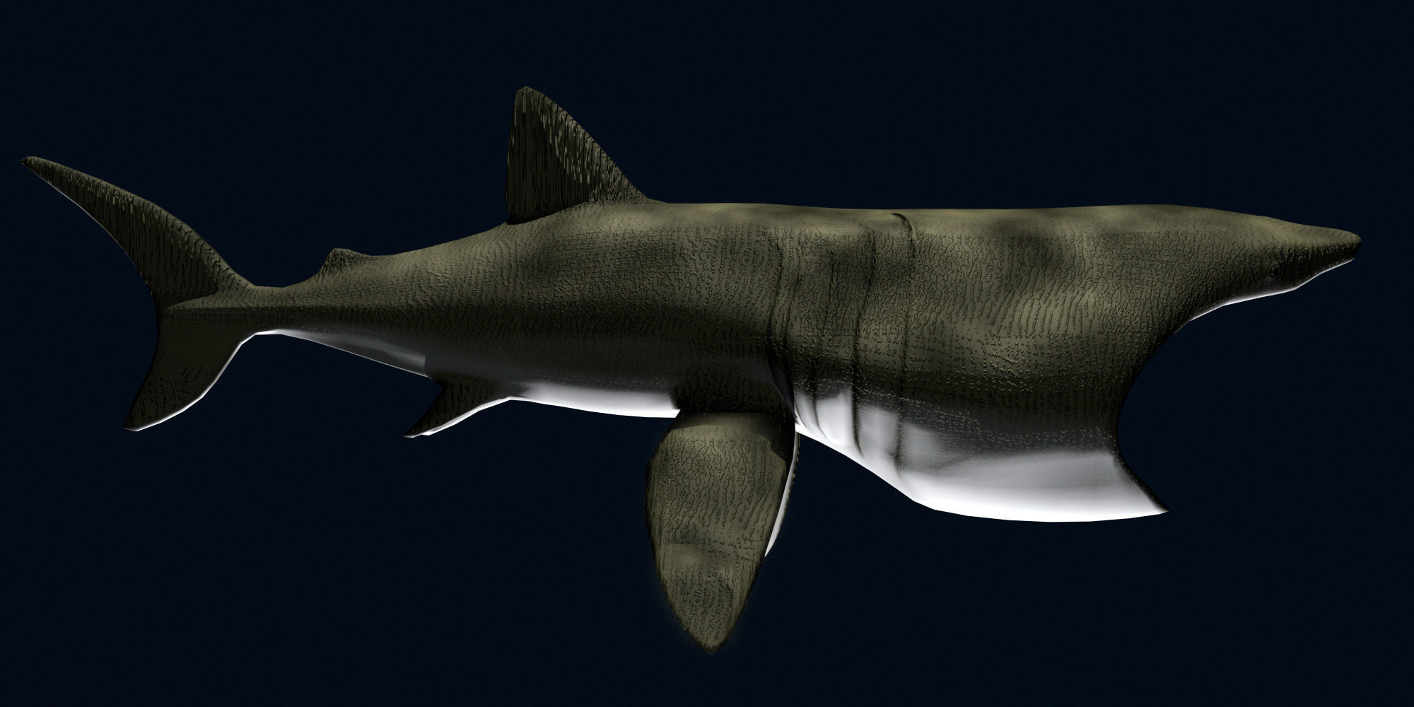 Basking Shark 3D model_3