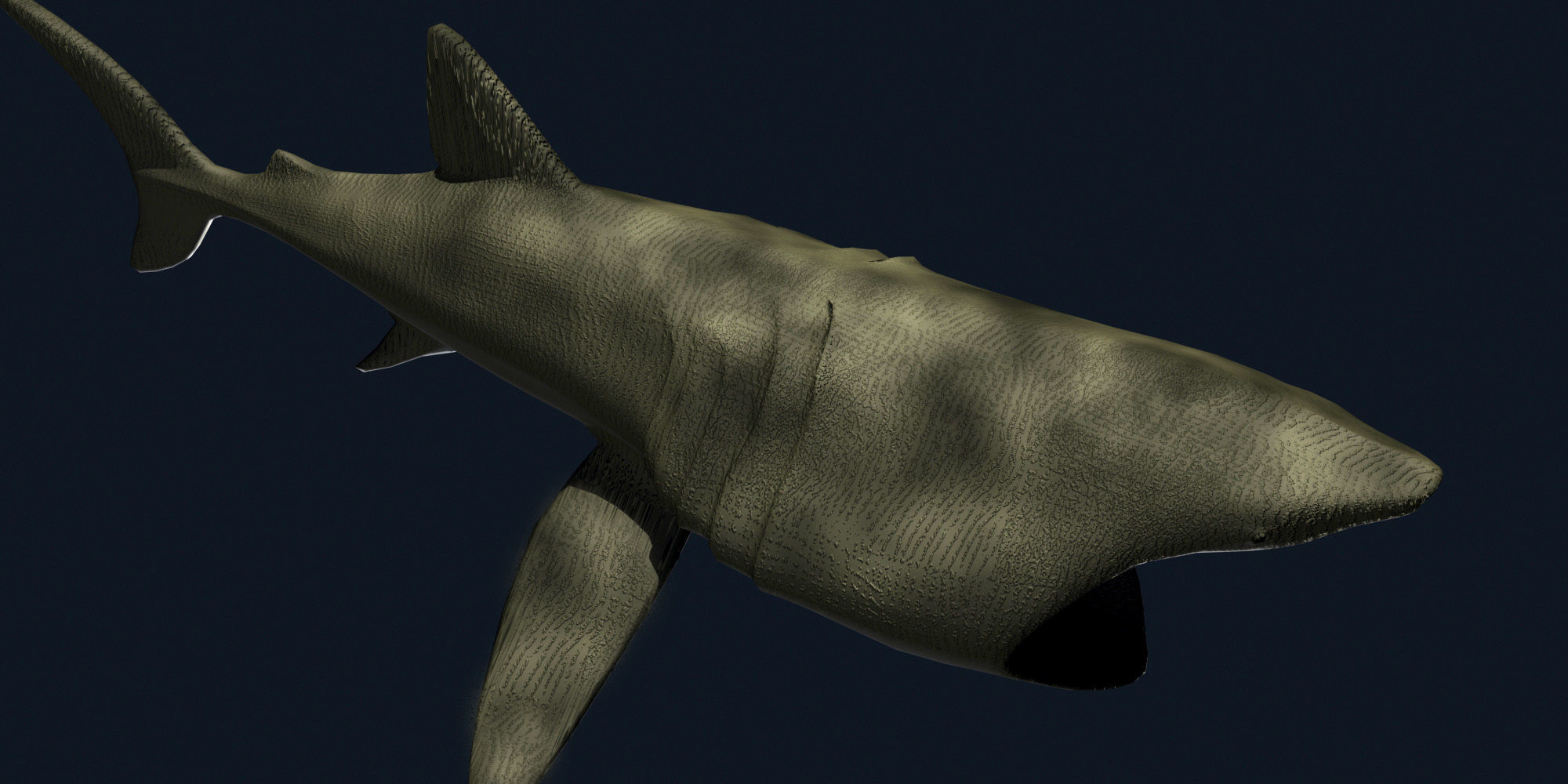 Basking Shark 3D model_5