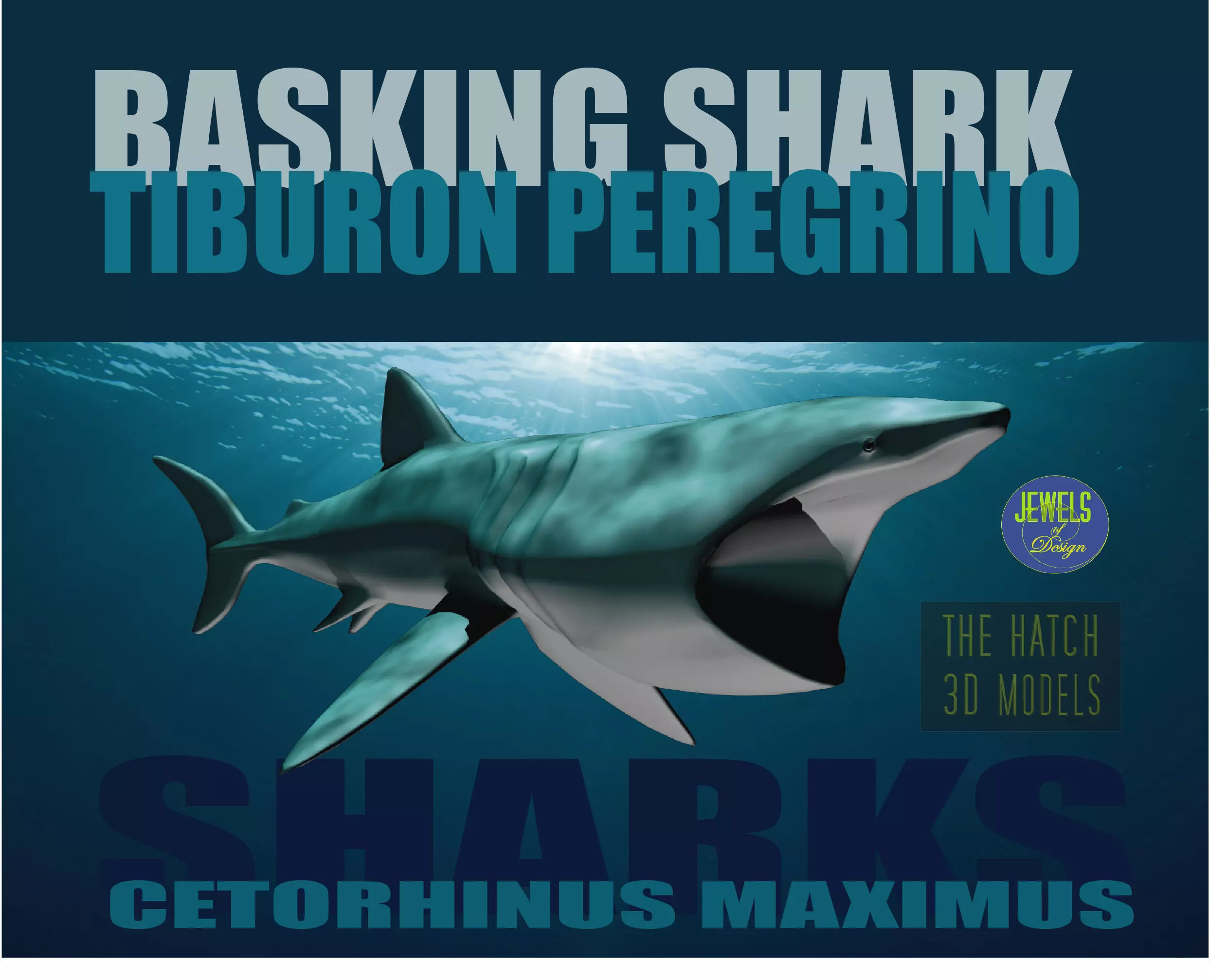 Basking Shark 3D model_0