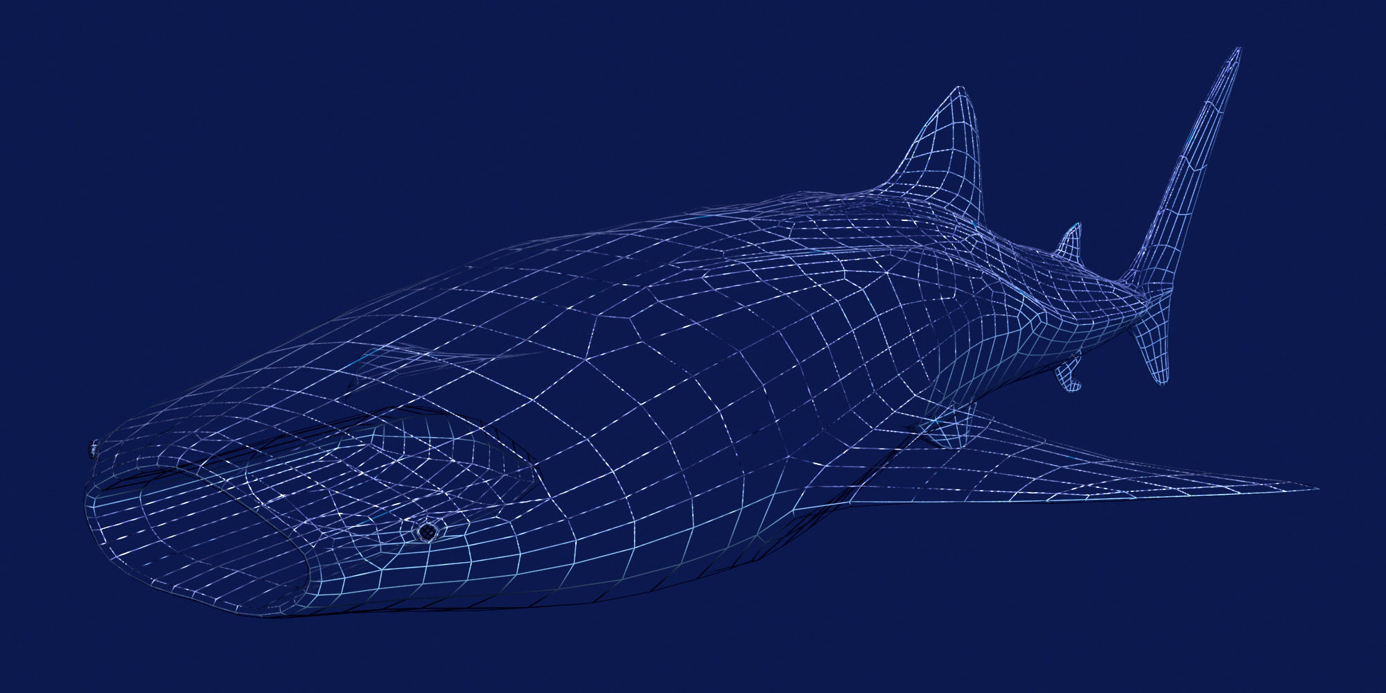 Basking Shark 3D model_8
