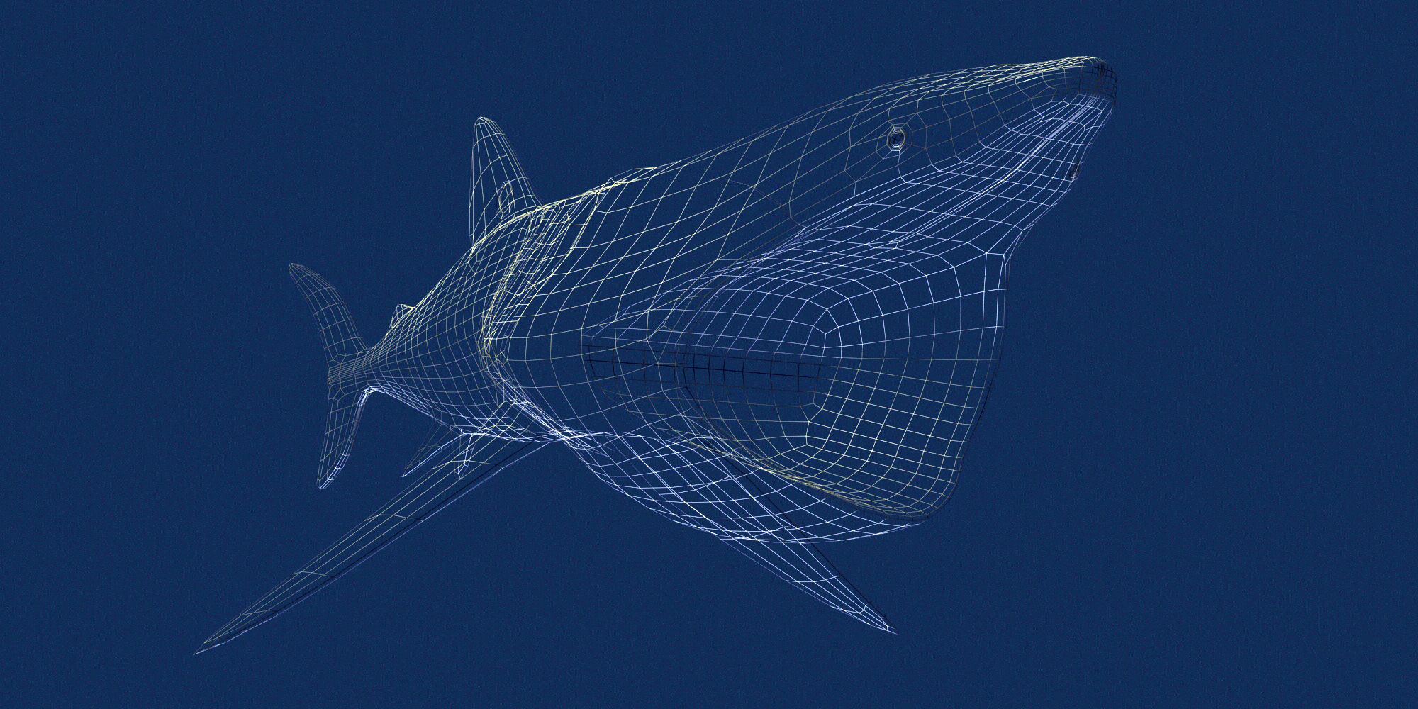 Basking Shark 3D model_10