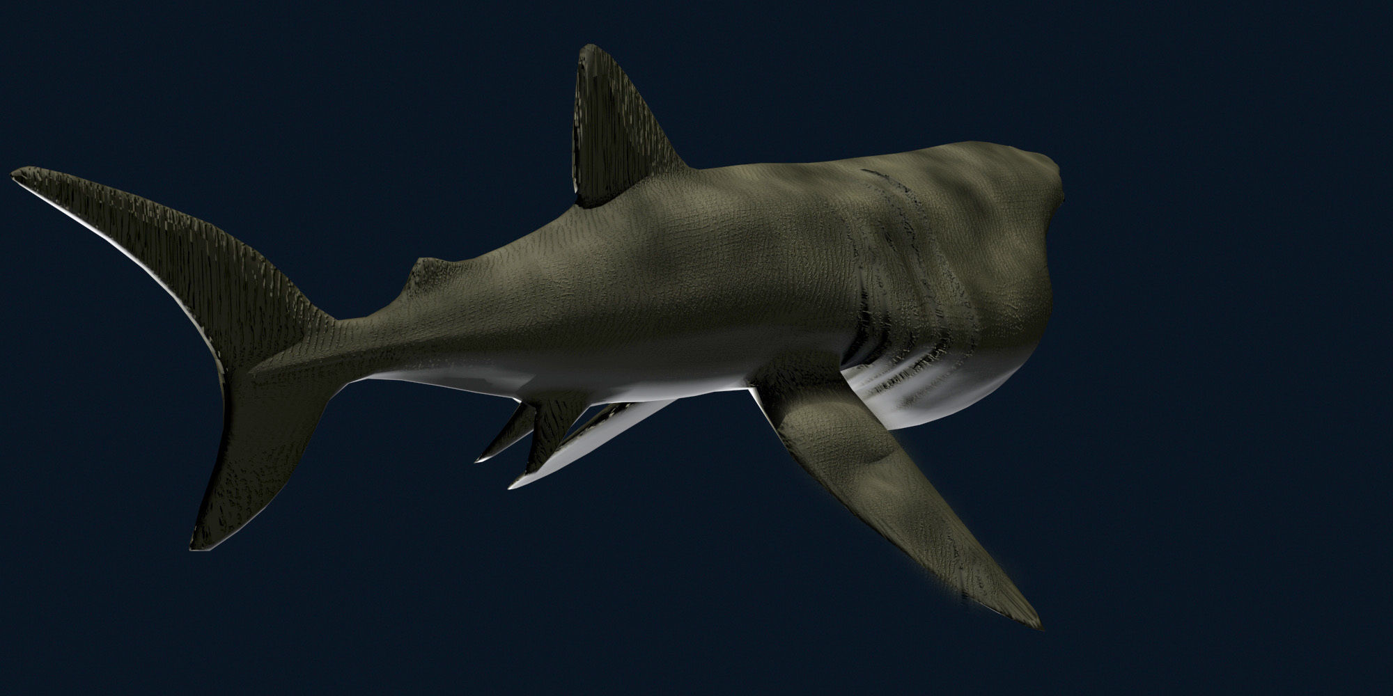 Basking Shark 3D model_4