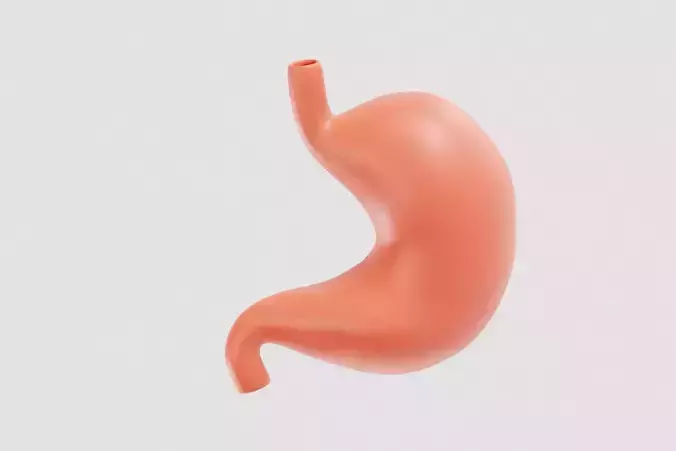 Stomach 3d model