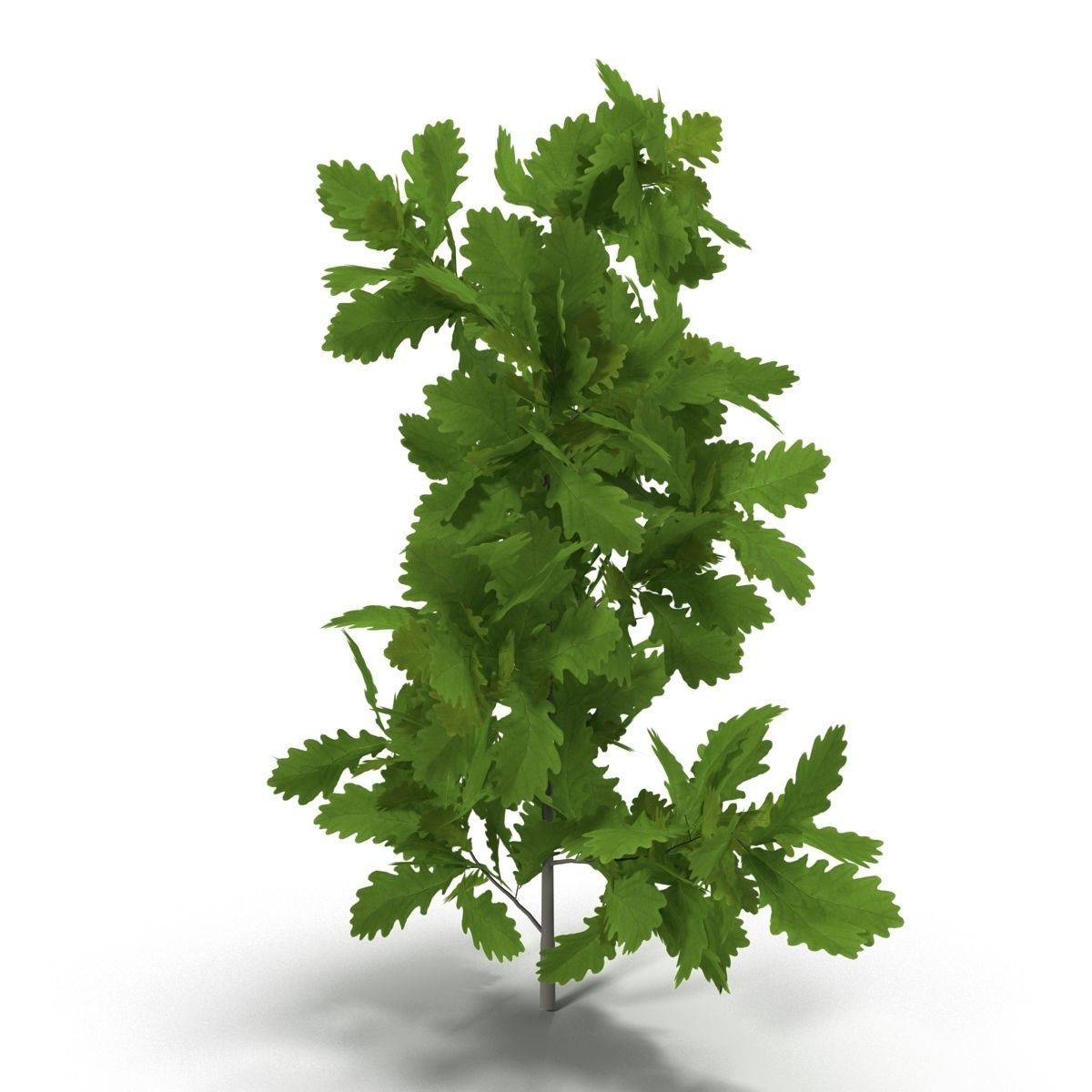 Oak branch 3D model_6