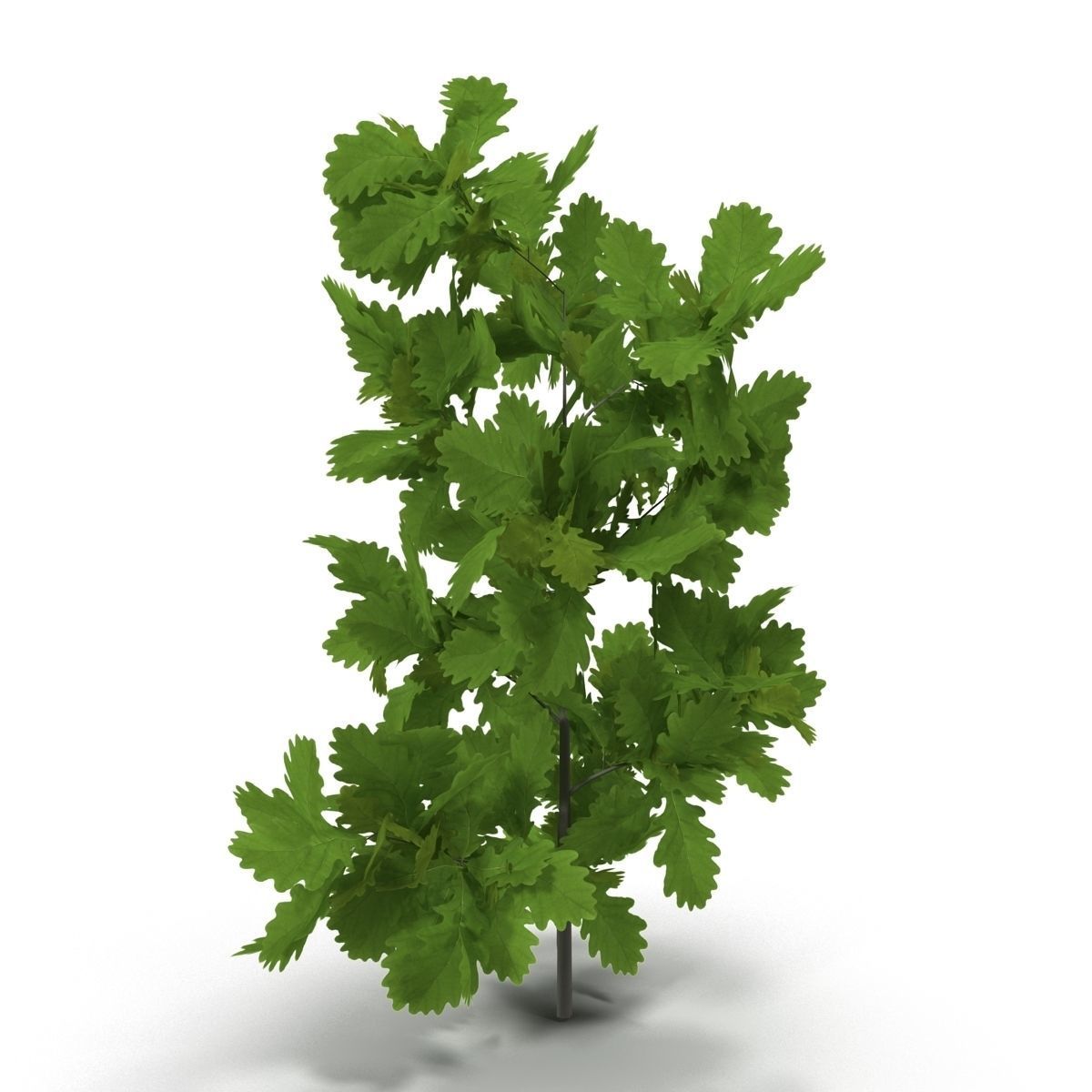 Oak branch 3D model_2