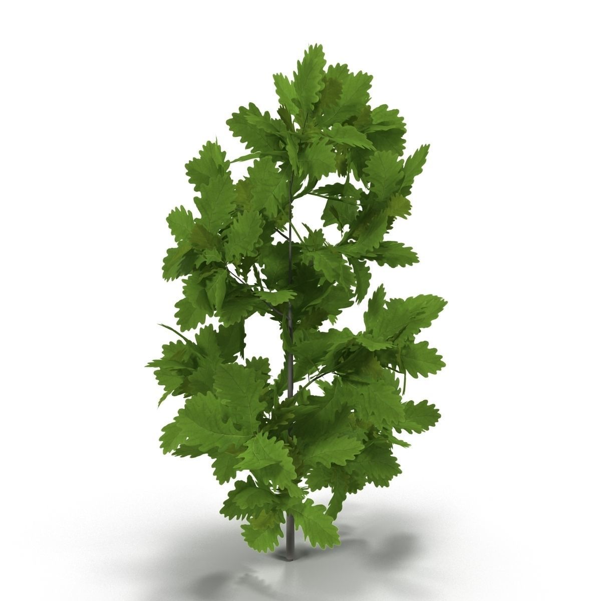 Oak branch 3D model_1
