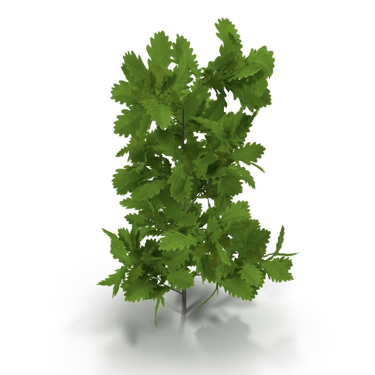 Oak branch 3D model_4