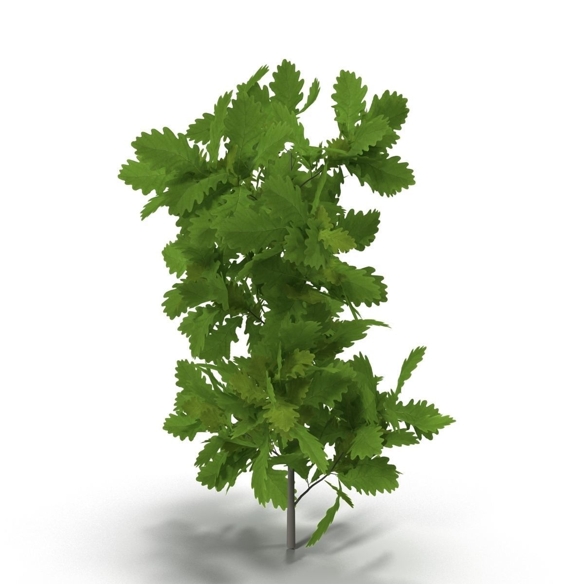 Oak branch 3D model_5