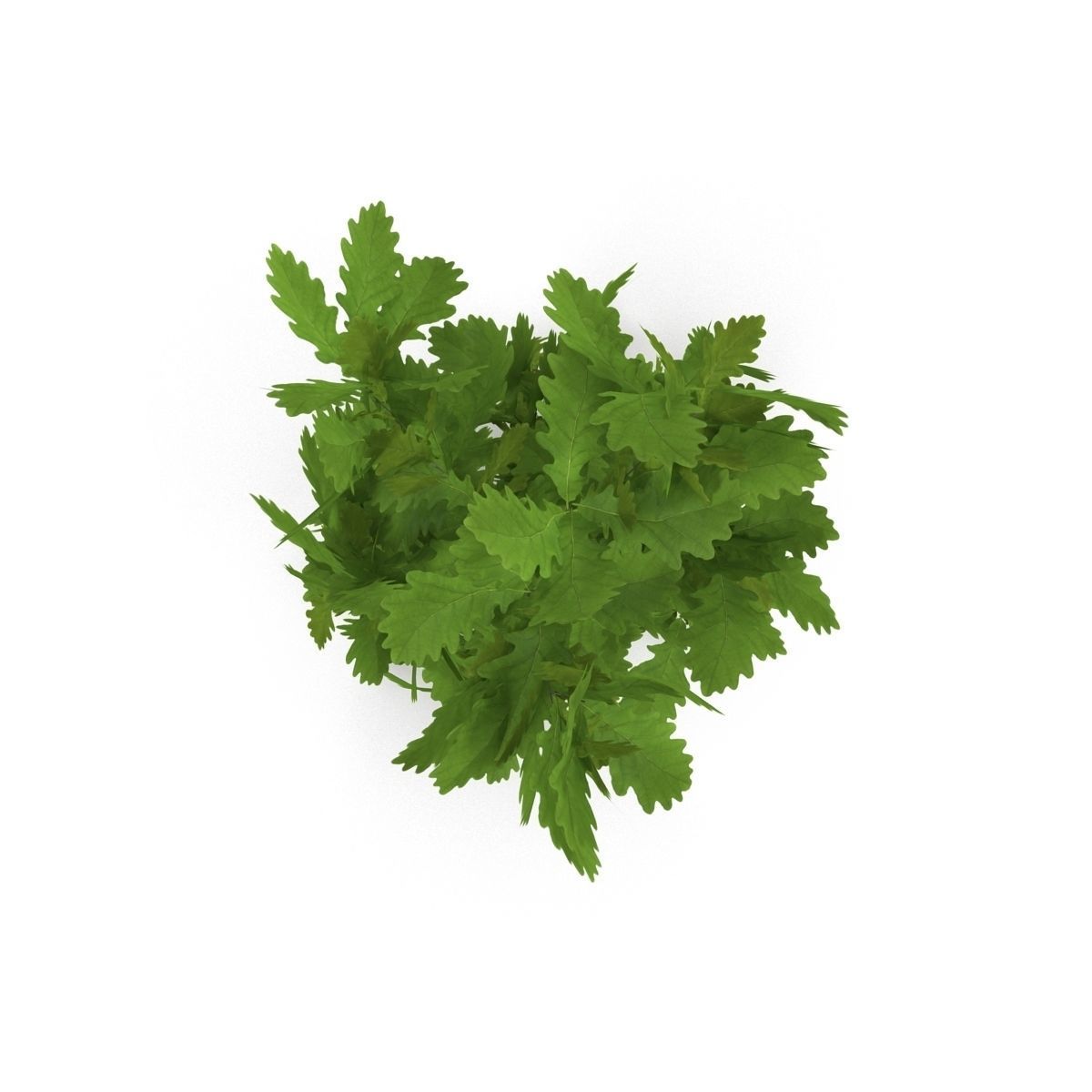 Oak branch 3D model_7