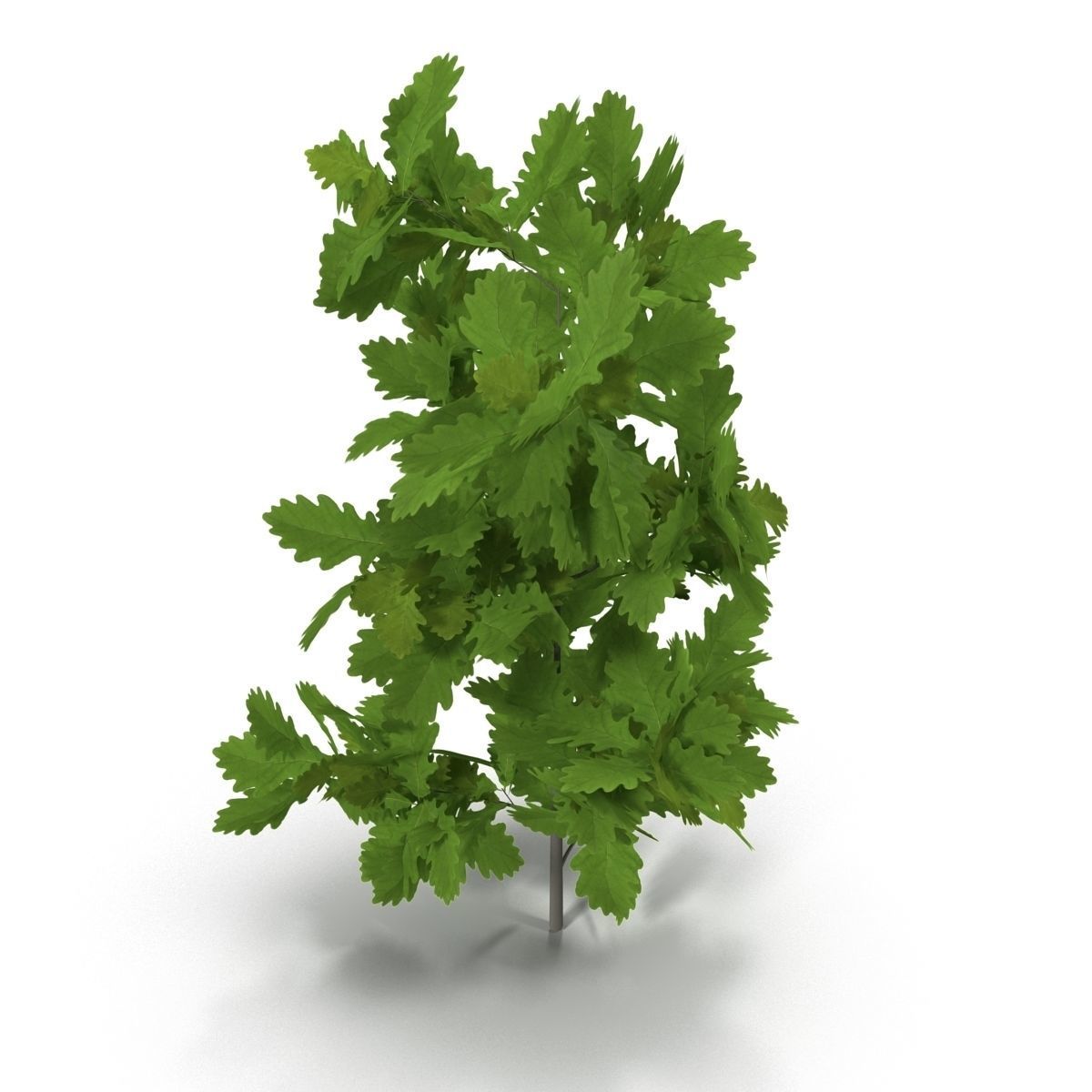 Oak branch 3D model_3