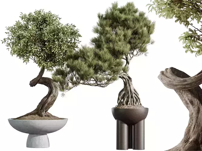 AV Indoor Plants Set 315 Ficus Bonsai Ginseng Pinus Pentaphylla