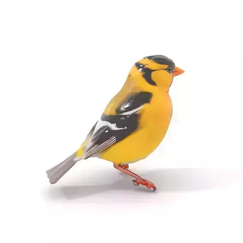 Vivid Finch Bird model pack