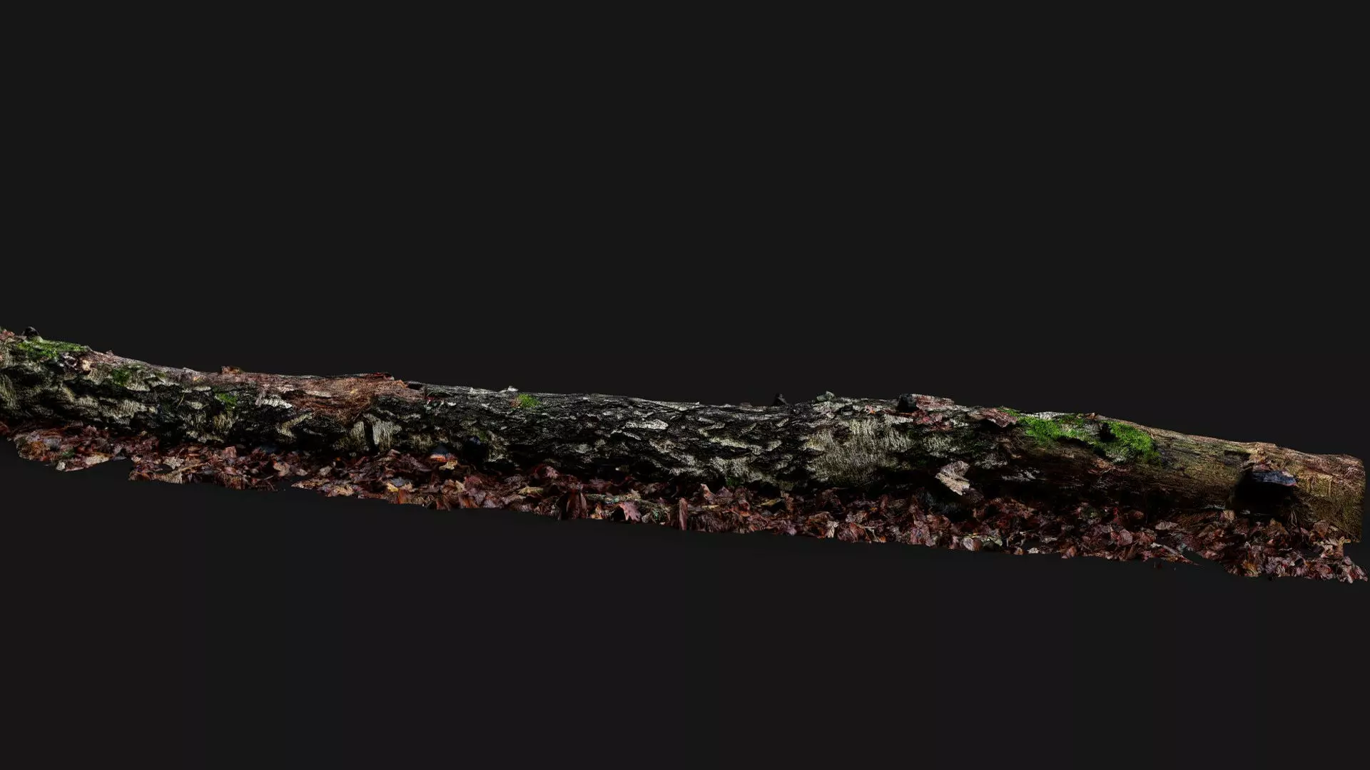 broken birch tree trunk PBR photogrammetry Low-poly 3D model_4