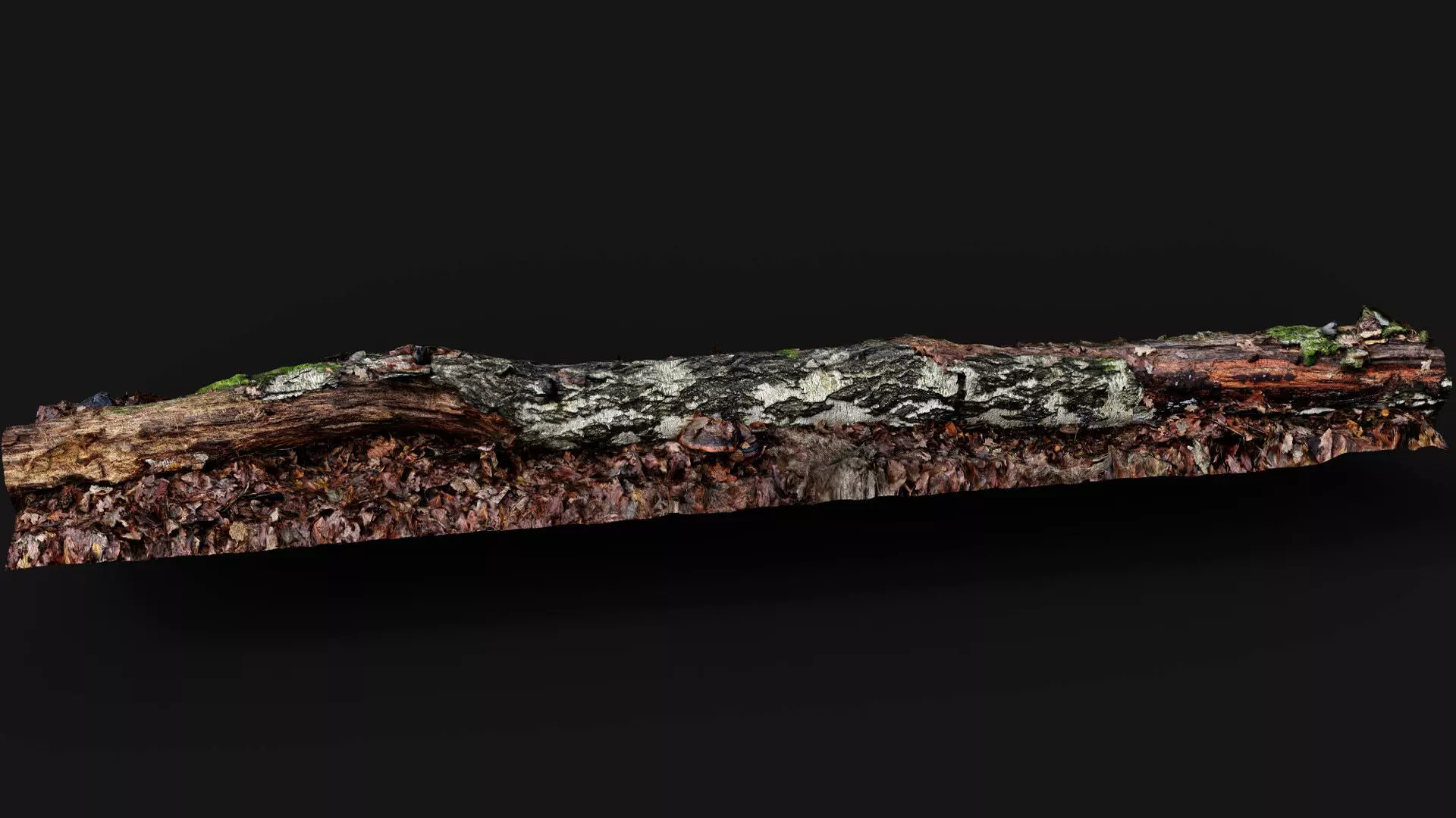 broken birch tree trunk PBR photogrammetry Low-poly 3D model_2