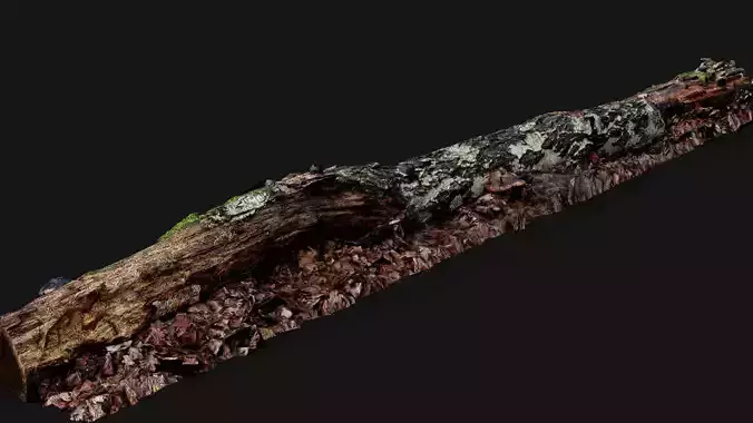 broken birch tree trunk PBR photogrammetry