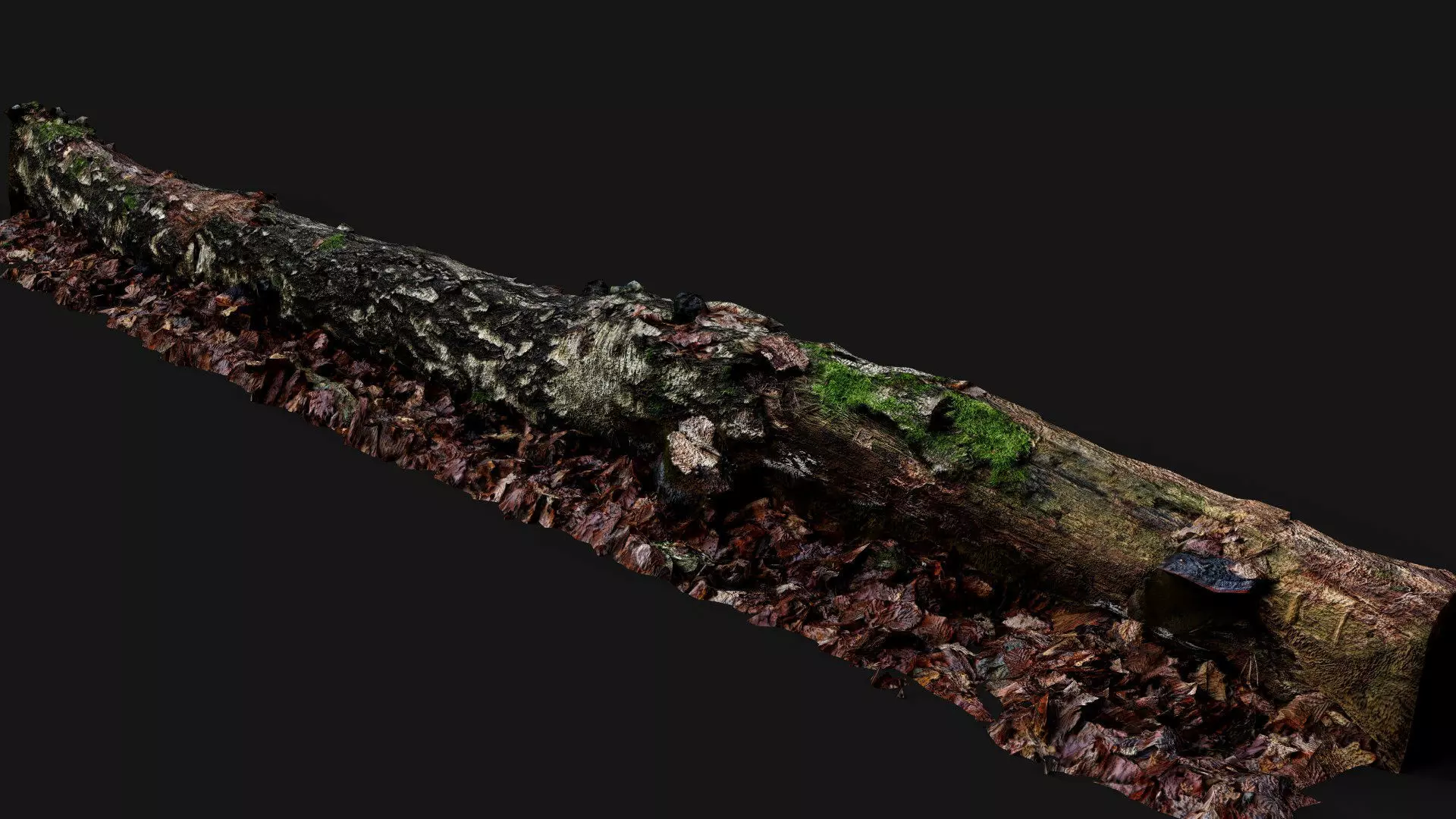 broken birch tree trunk PBR photogrammetry Low-poly 3D model_3