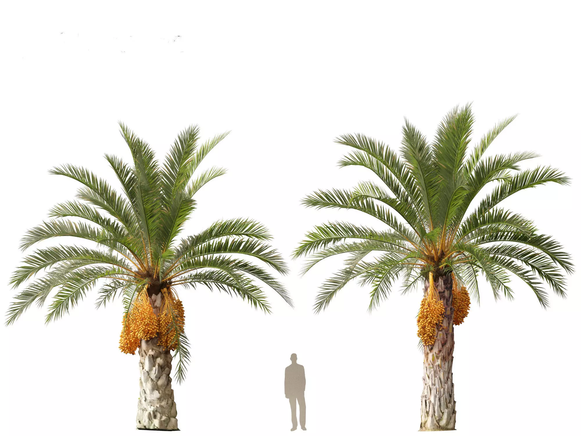 Wind UE5 Plants - phoenix canariensis - Canary Island date palm Low-poly 3D model_15