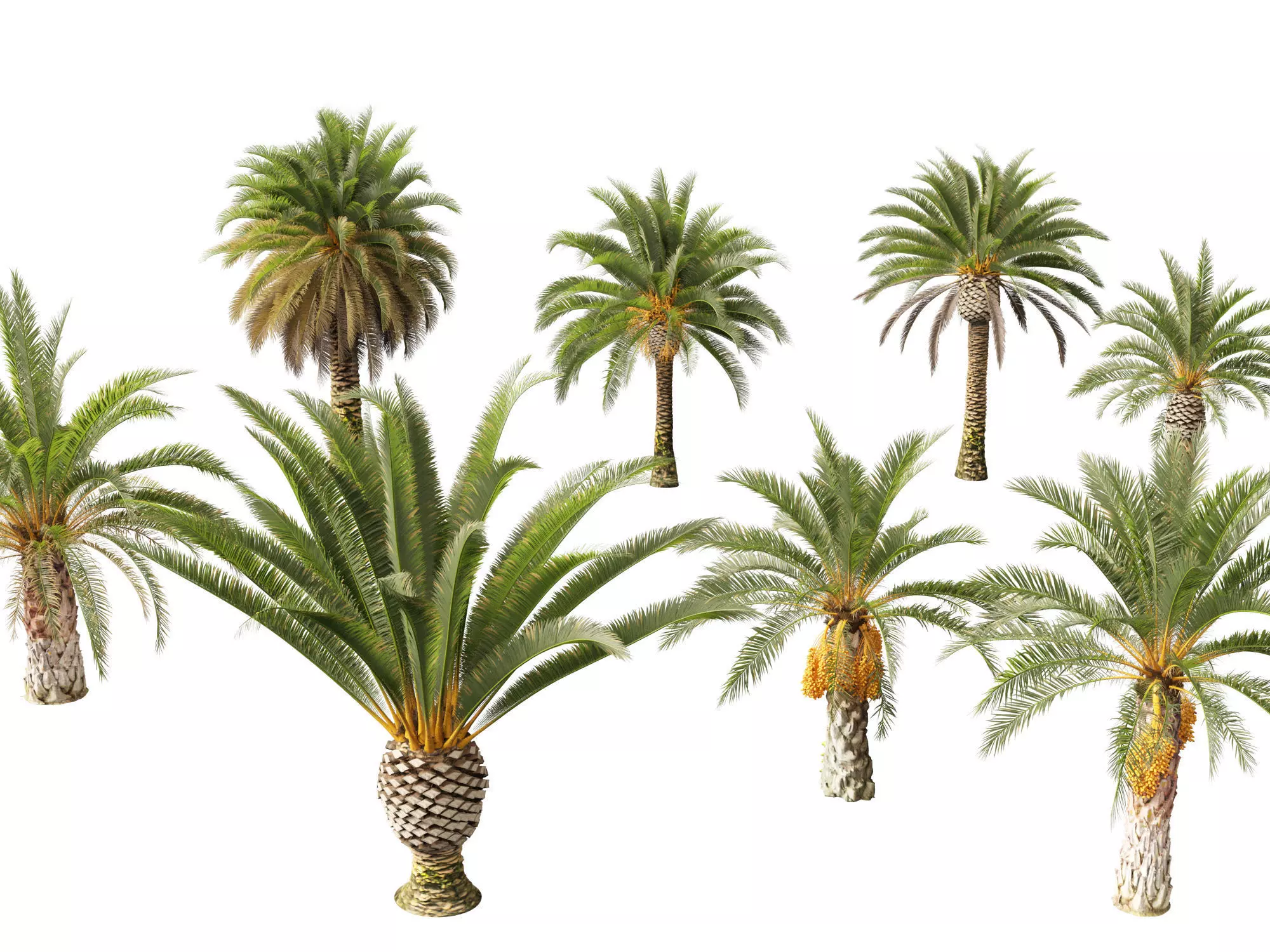 Wind UE5 Plants - phoenix canariensis - Canary Island date palm Low-poly 3D model_8