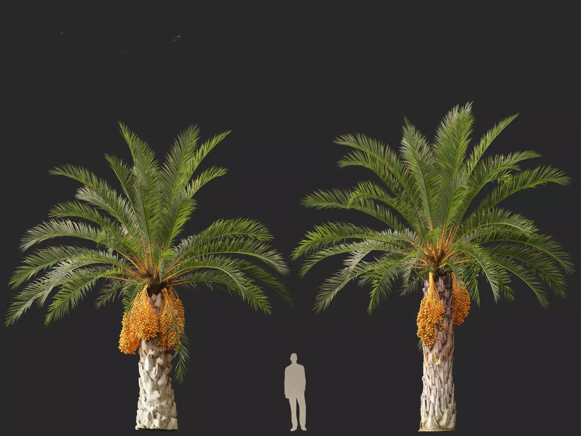 Wind UE5 Plants - phoenix canariensis - Canary Island date palm Low-poly 3D model_16