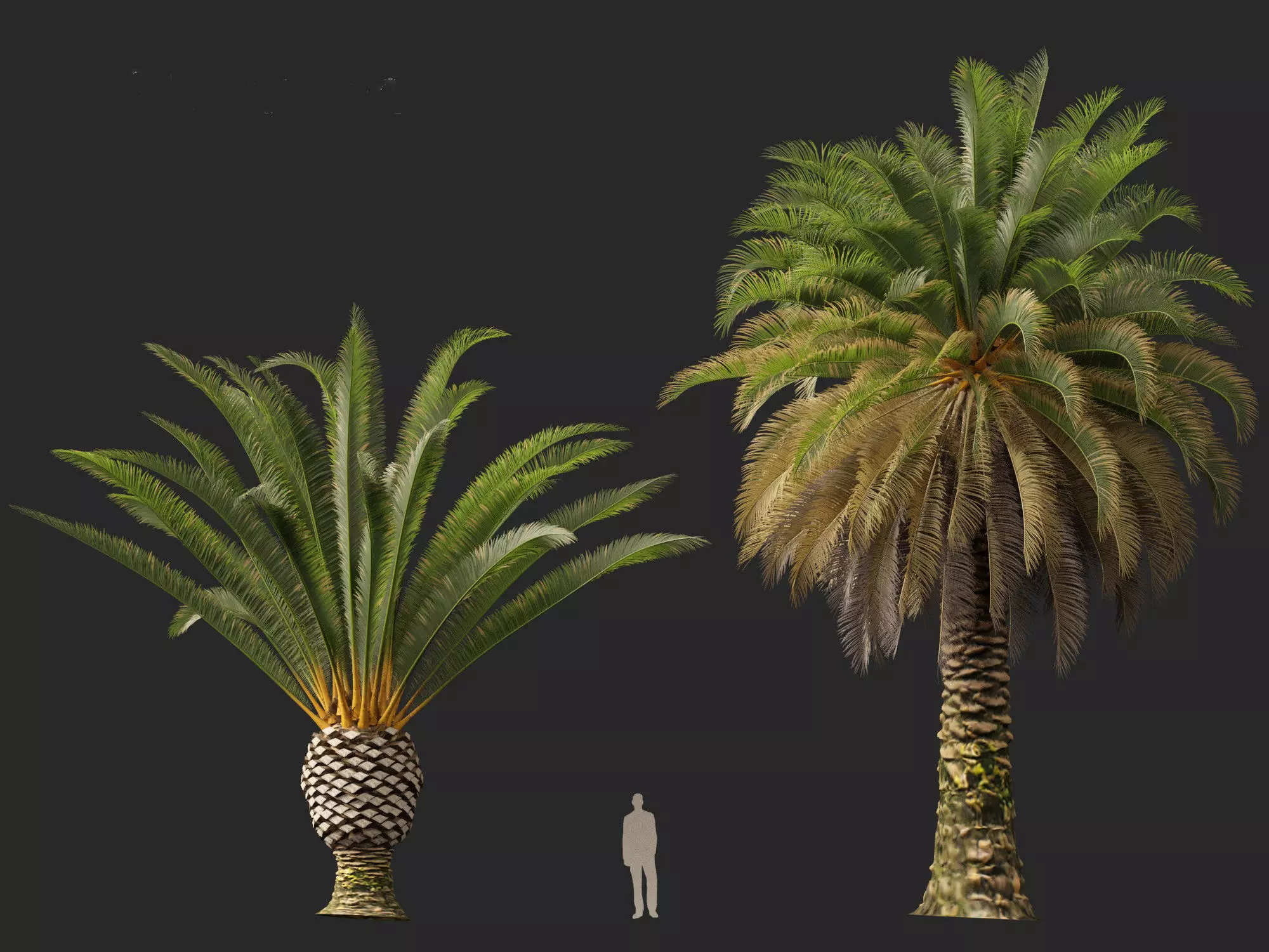 Wind UE5 Plants - phoenix canariensis - Canary Island date palm Low-poly 3D model_7