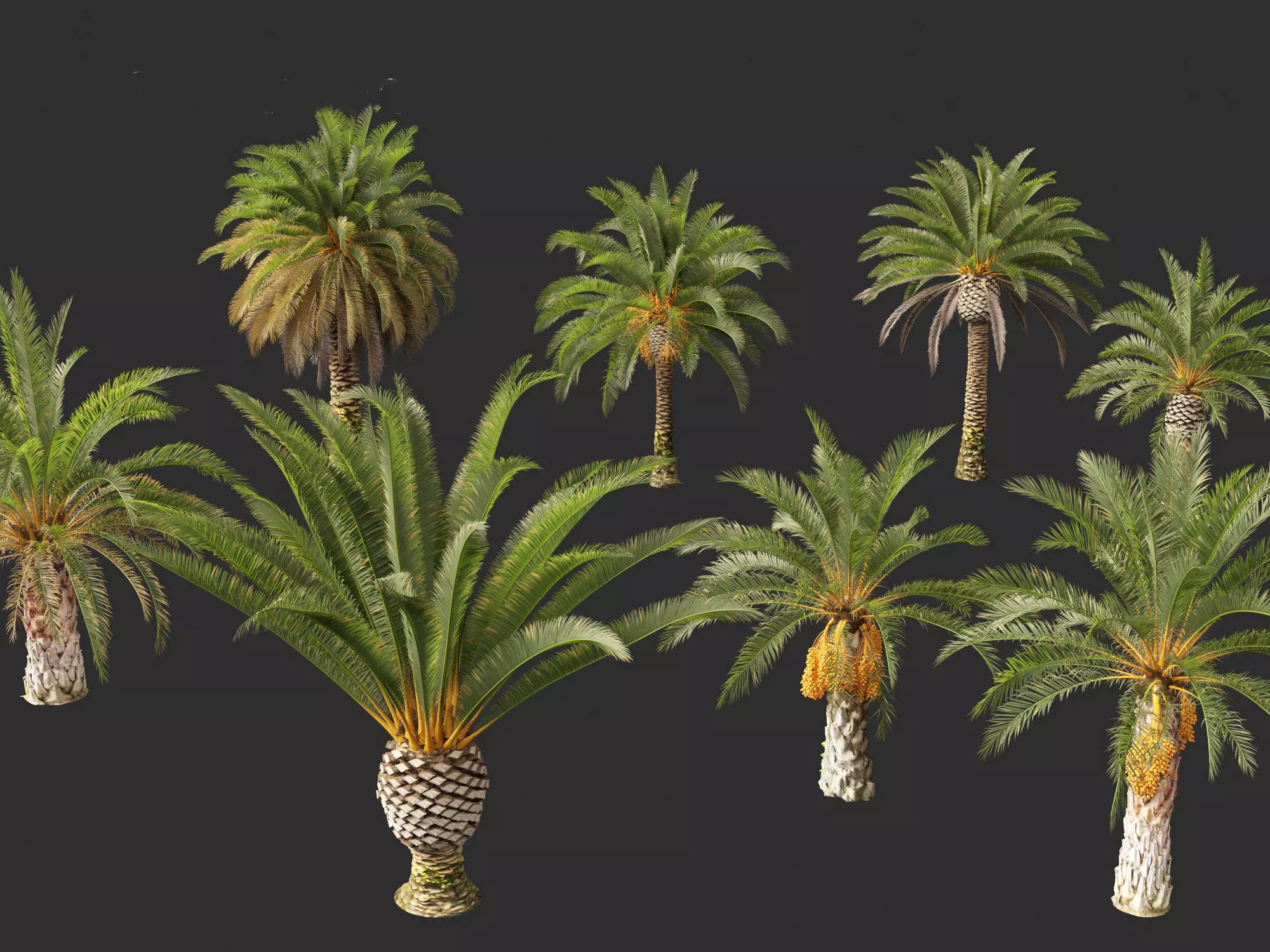 Wind UE5 Plants - phoenix canariensis - Canary Island date palm Low-poly 3D model_9