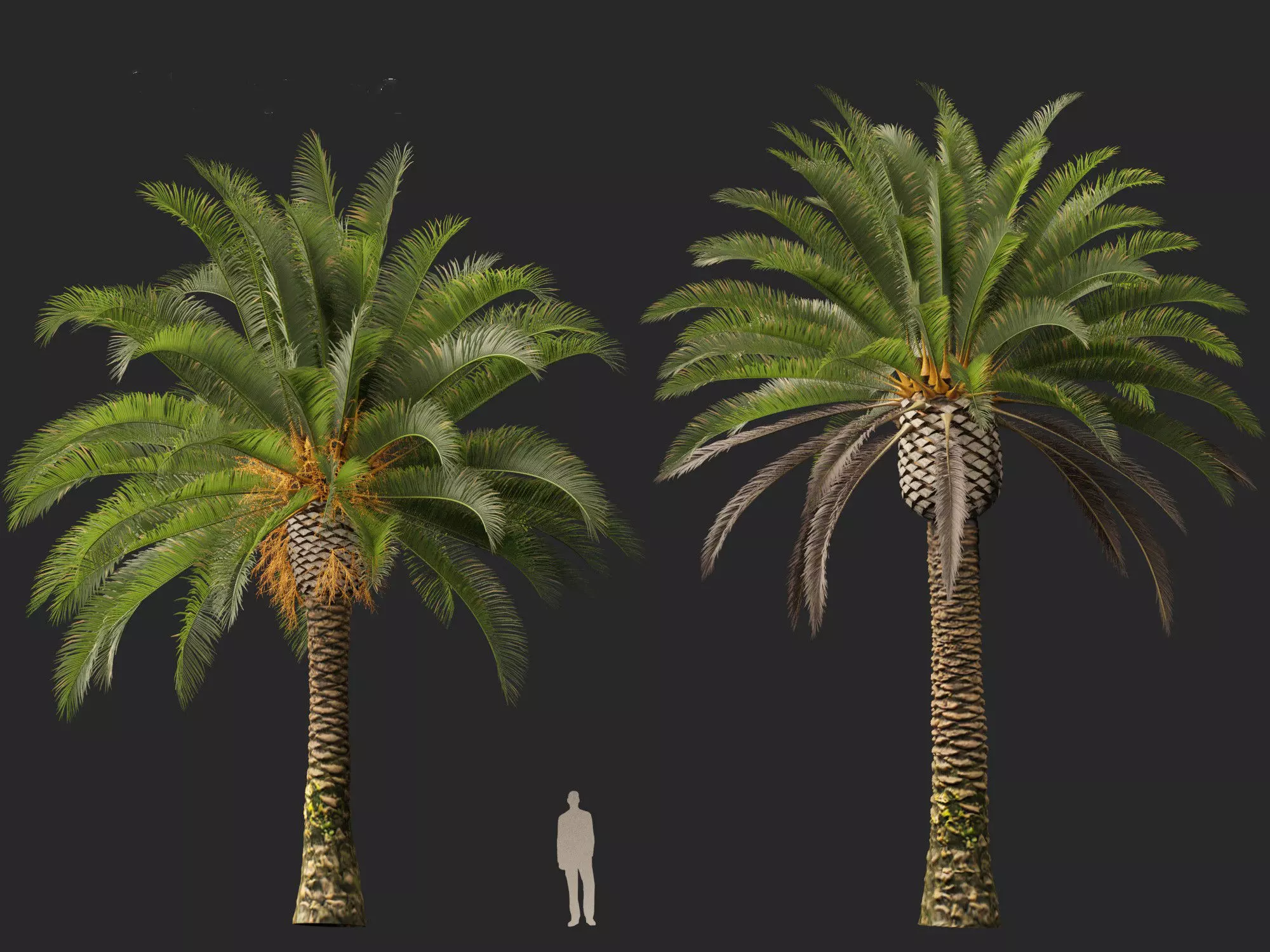 Wind UE5 Plants - phoenix canariensis - Canary Island date palm Low-poly 3D model_20