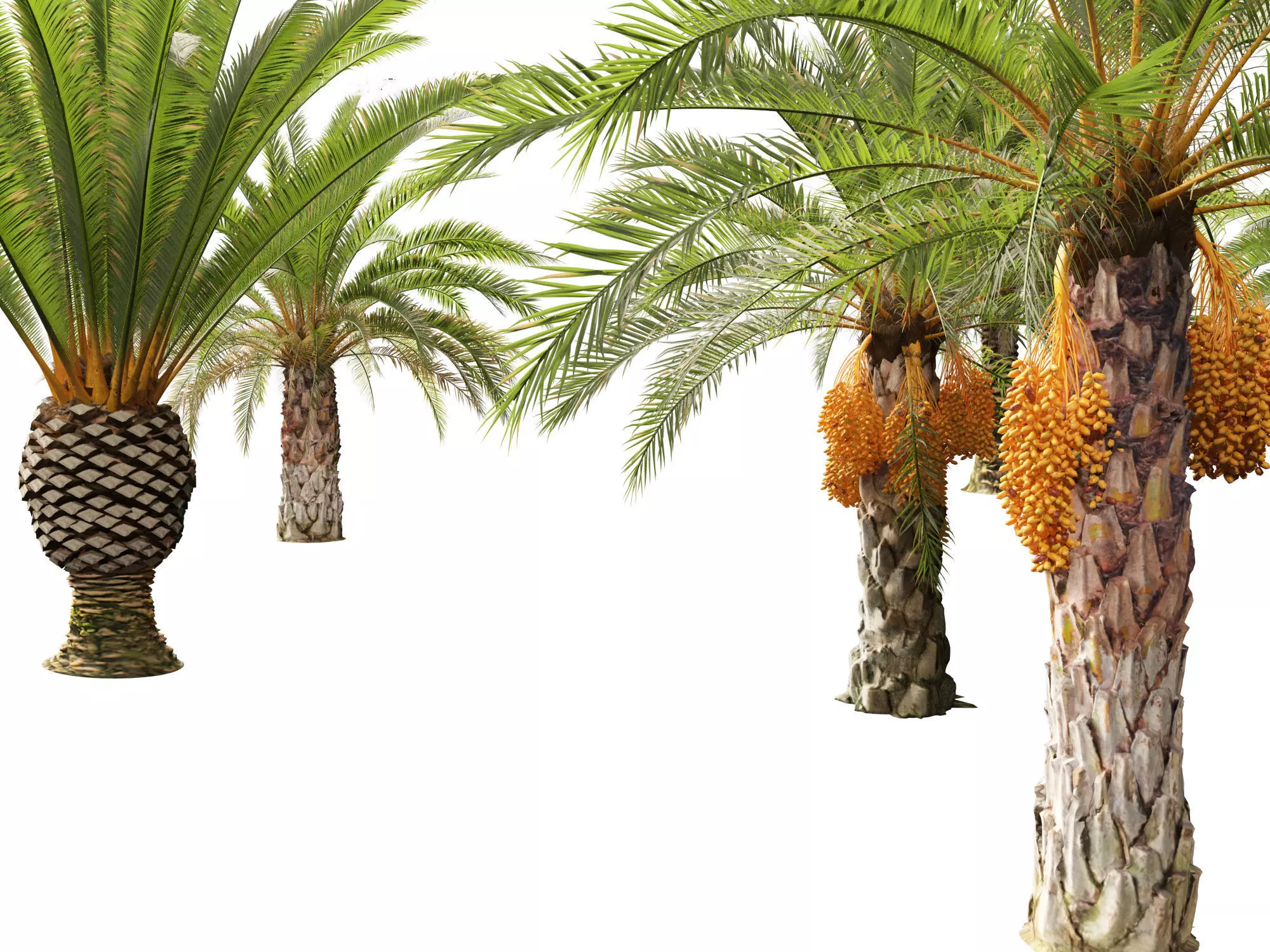Wind UE5 Plants - phoenix canariensis - Canary Island date palm Low-poly 3D model_10