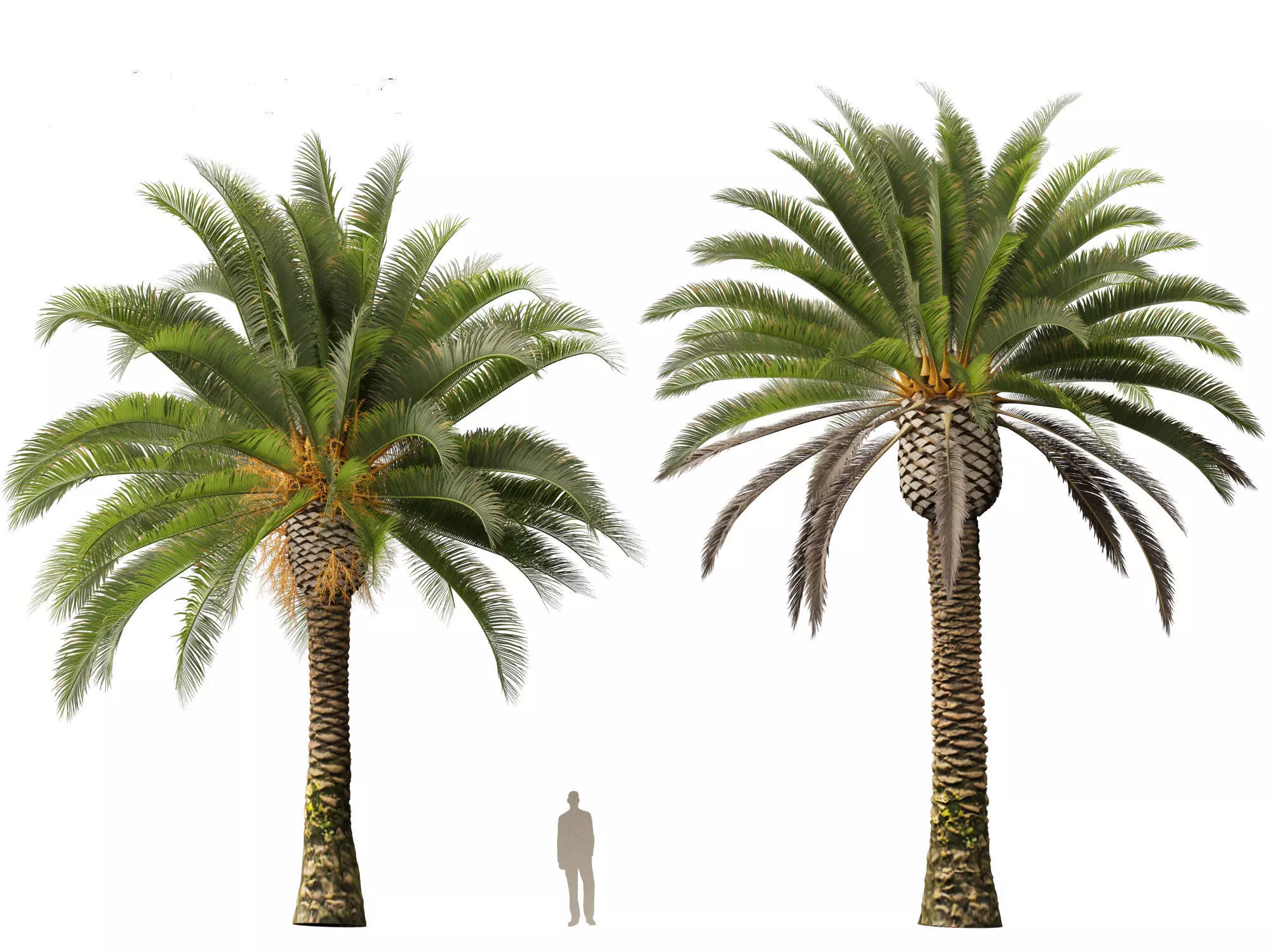 Wind UE5 Plants - phoenix canariensis - Canary Island date palm Low-poly 3D model_19