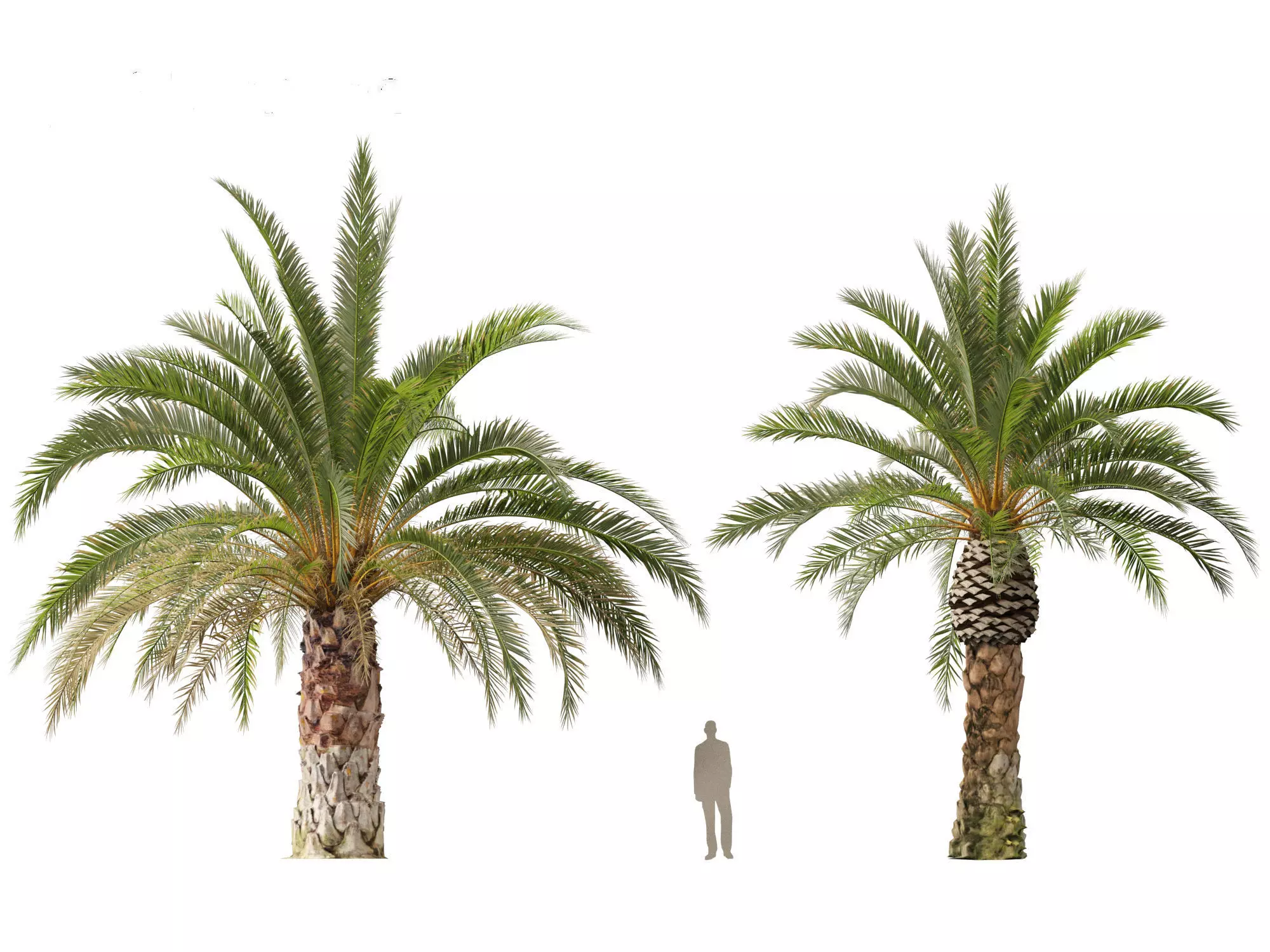 Wind UE5 Plants - phoenix canariensis - Canary Island date palm Low-poly 3D model_17