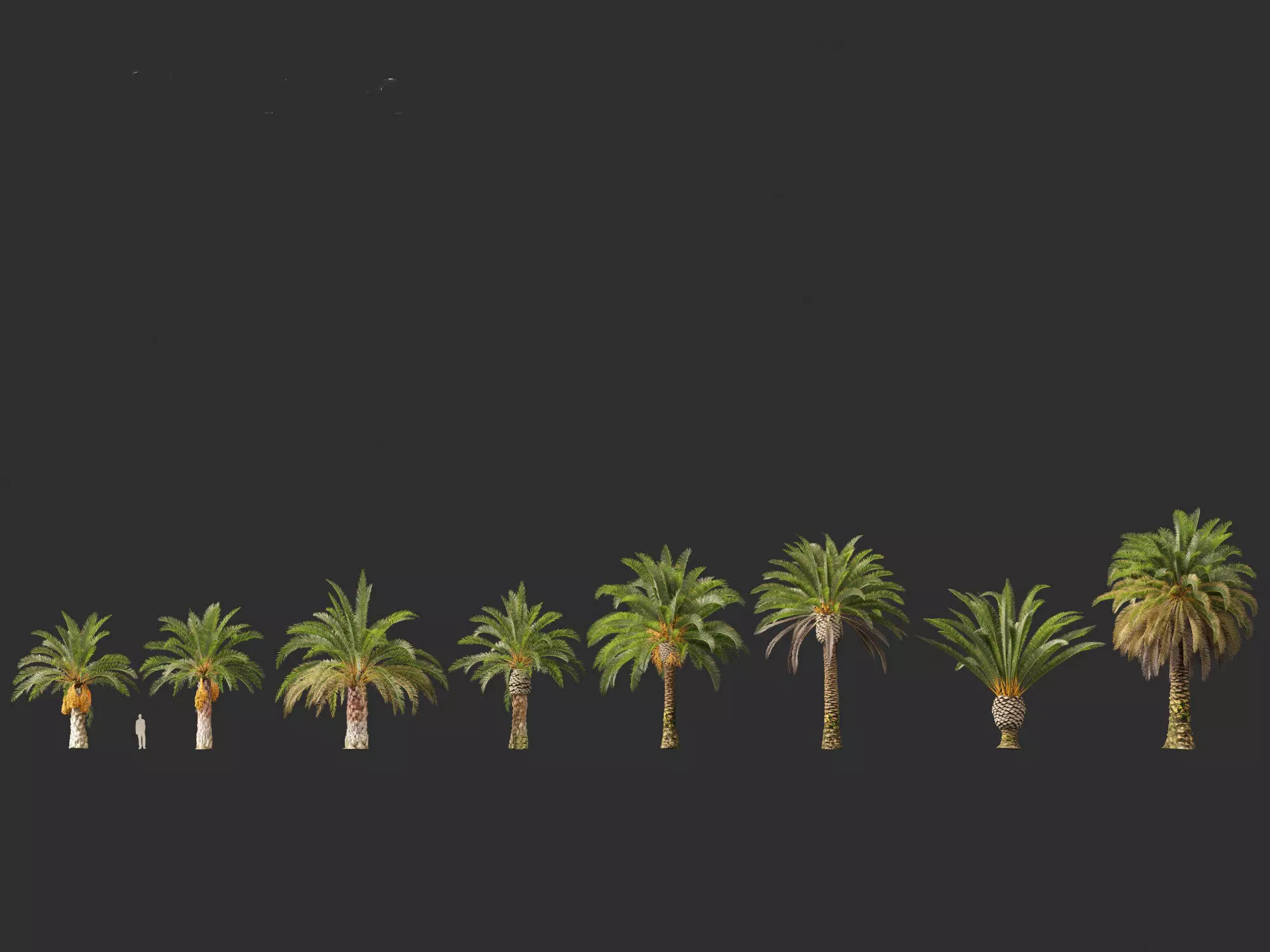 Wind UE5 Plants - phoenix canariensis - Canary Island date palm Low-poly 3D model_14