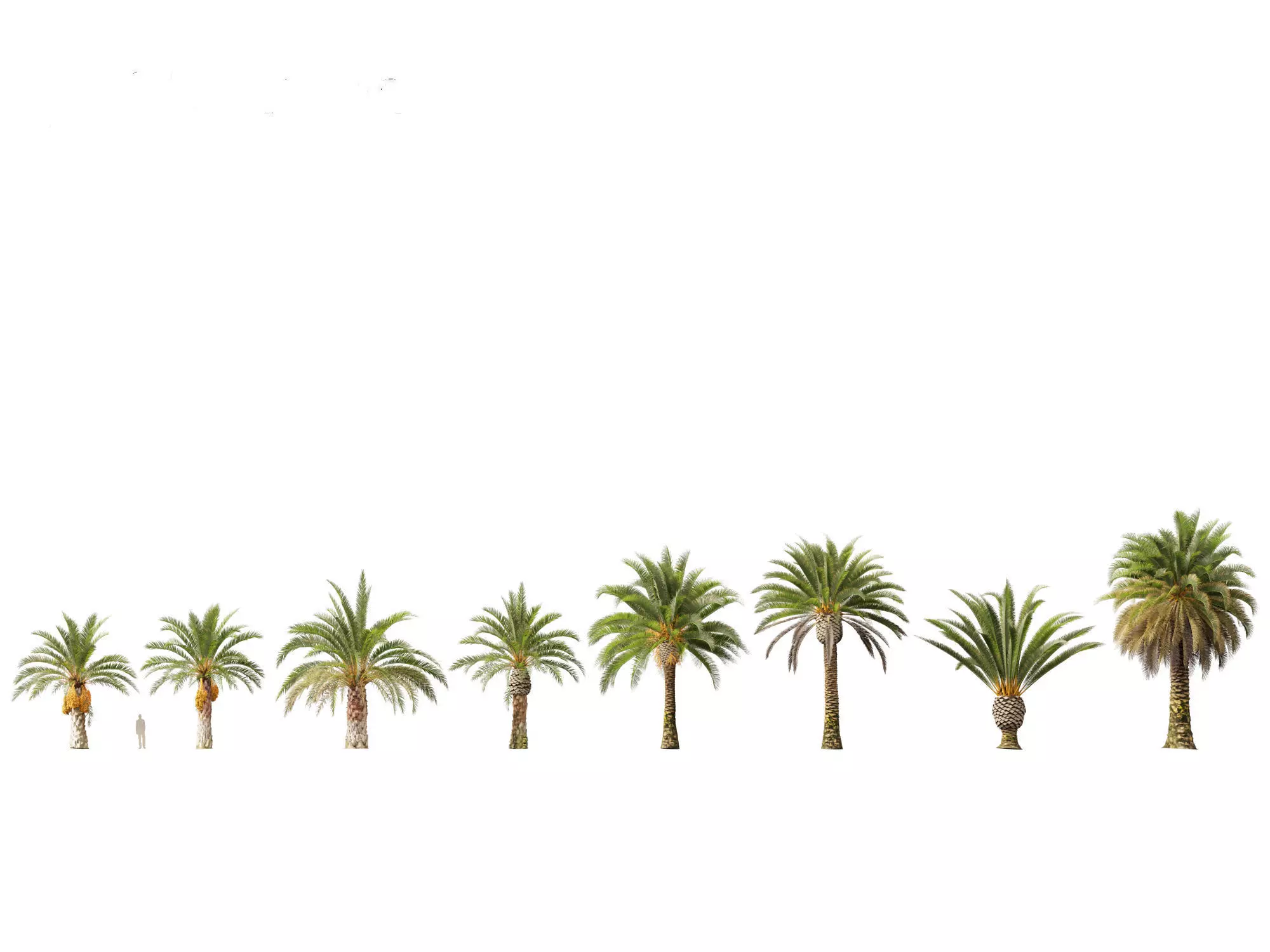 Wind UE5 Plants - phoenix canariensis - Canary Island date palm Low-poly 3D model_6
