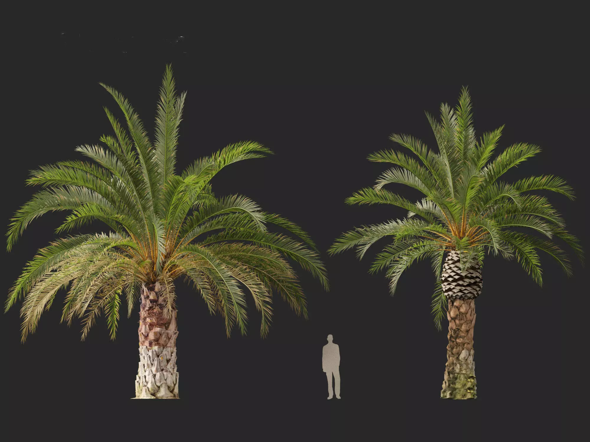 Wind UE5 Plants - phoenix canariensis - Canary Island date palm Low-poly 3D model_18