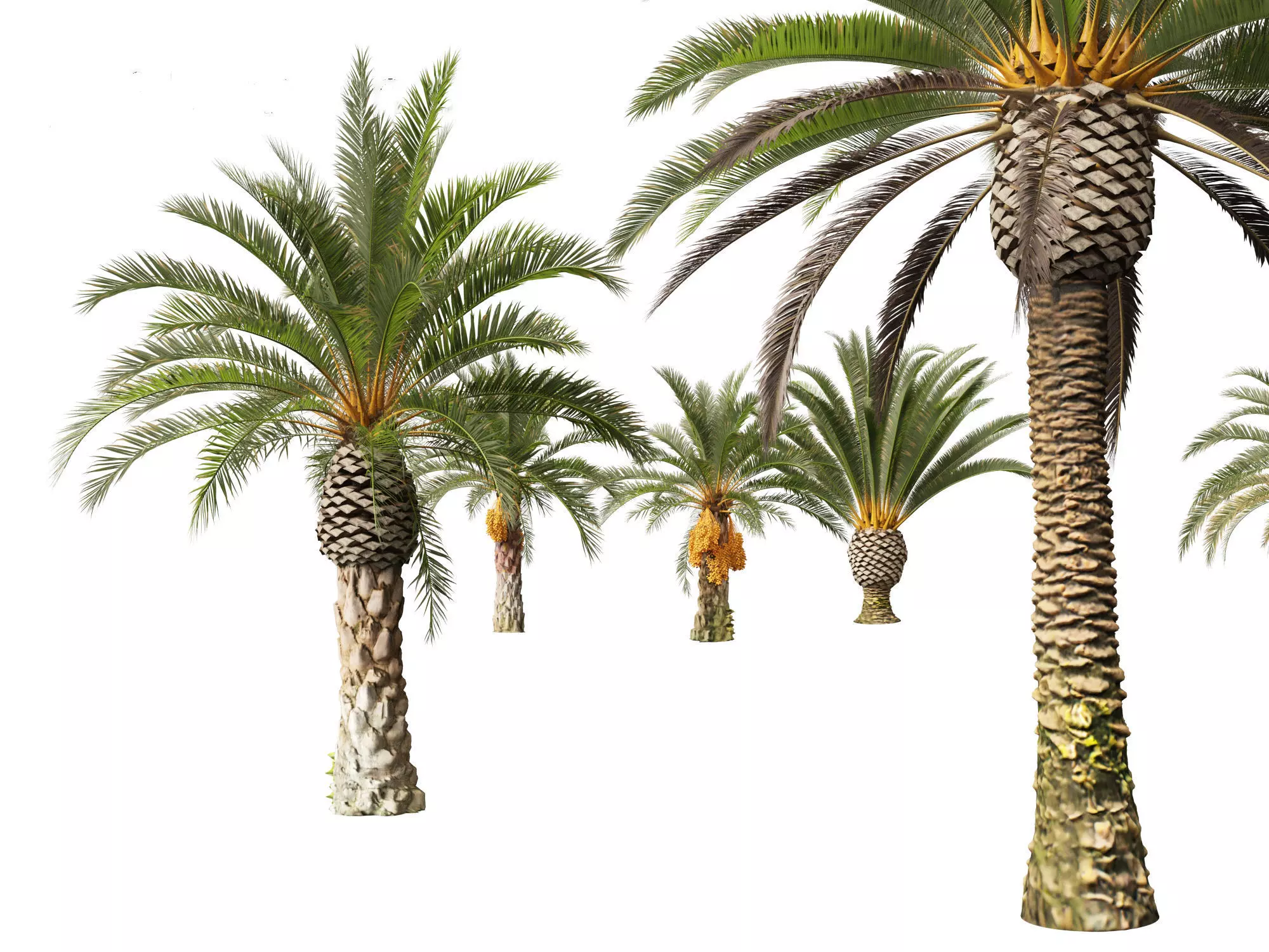 Wind UE5 Plants - phoenix canariensis - Canary Island date palm Low-poly 3D model_12