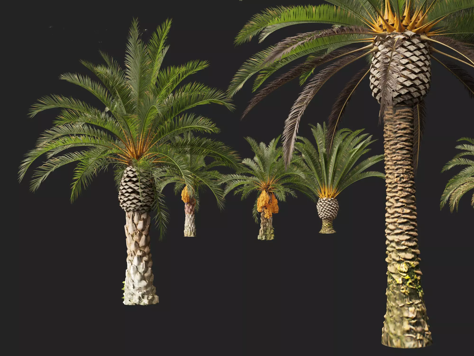 Wind UE5 Plants - phoenix canariensis - Canary Island date palm Low-poly 3D model_13