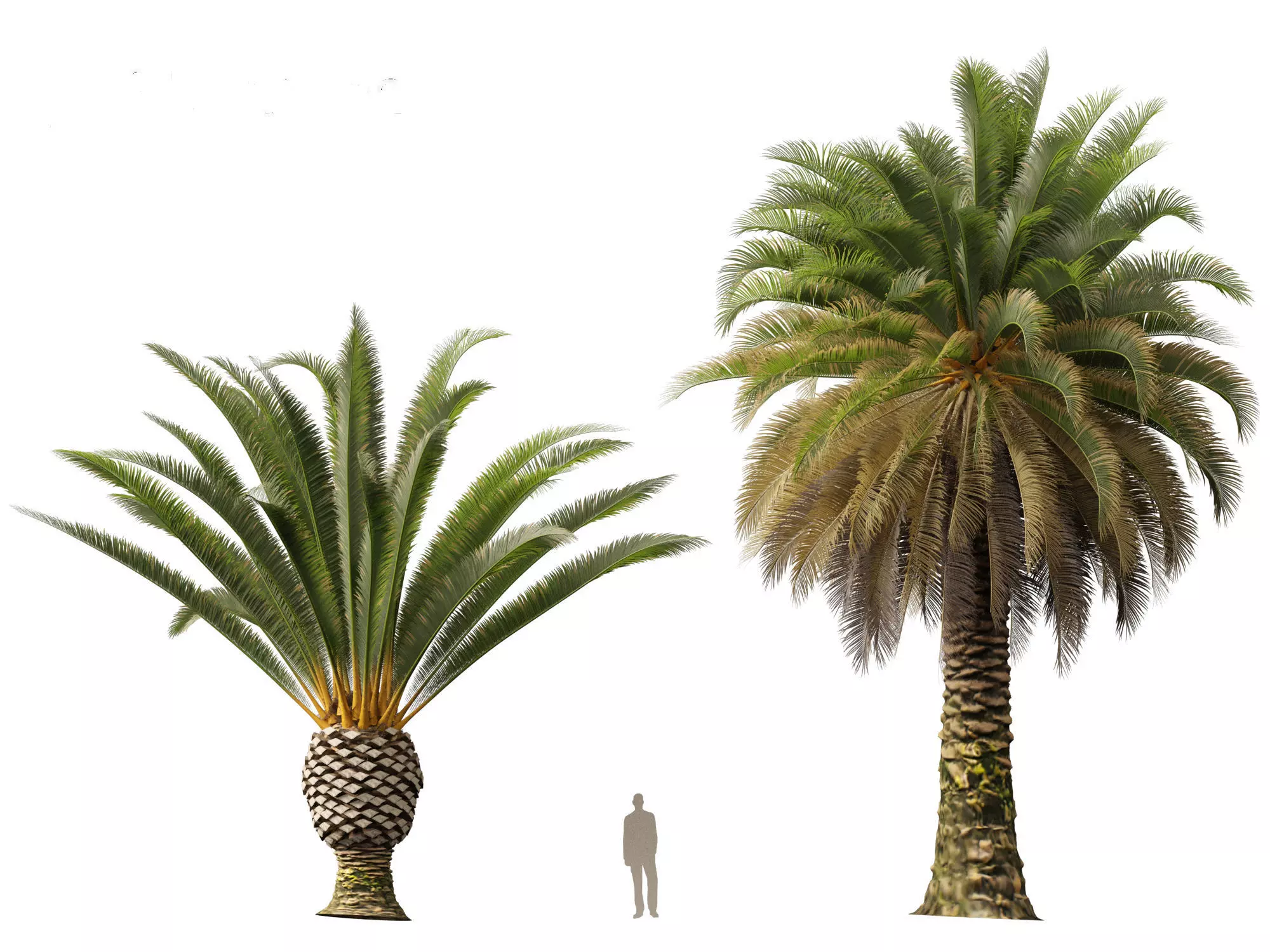 Wind UE5 Plants - phoenix canariensis - Canary Island date palm Low-poly 3D model_21