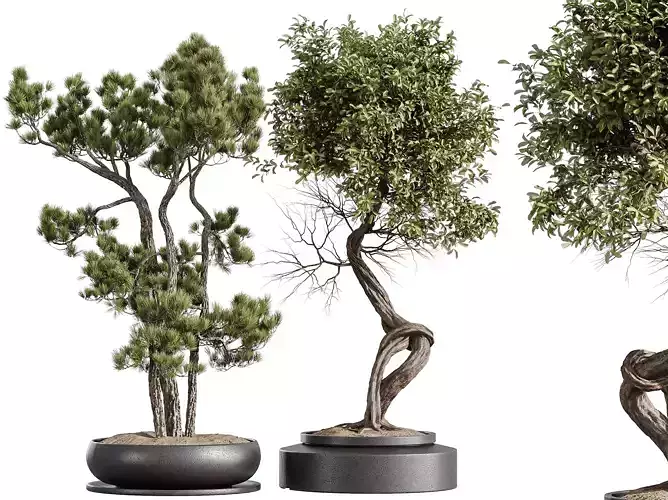 AV Indoor Plants Set 316 Bonsai Ginseng Pinus Pentaphylla