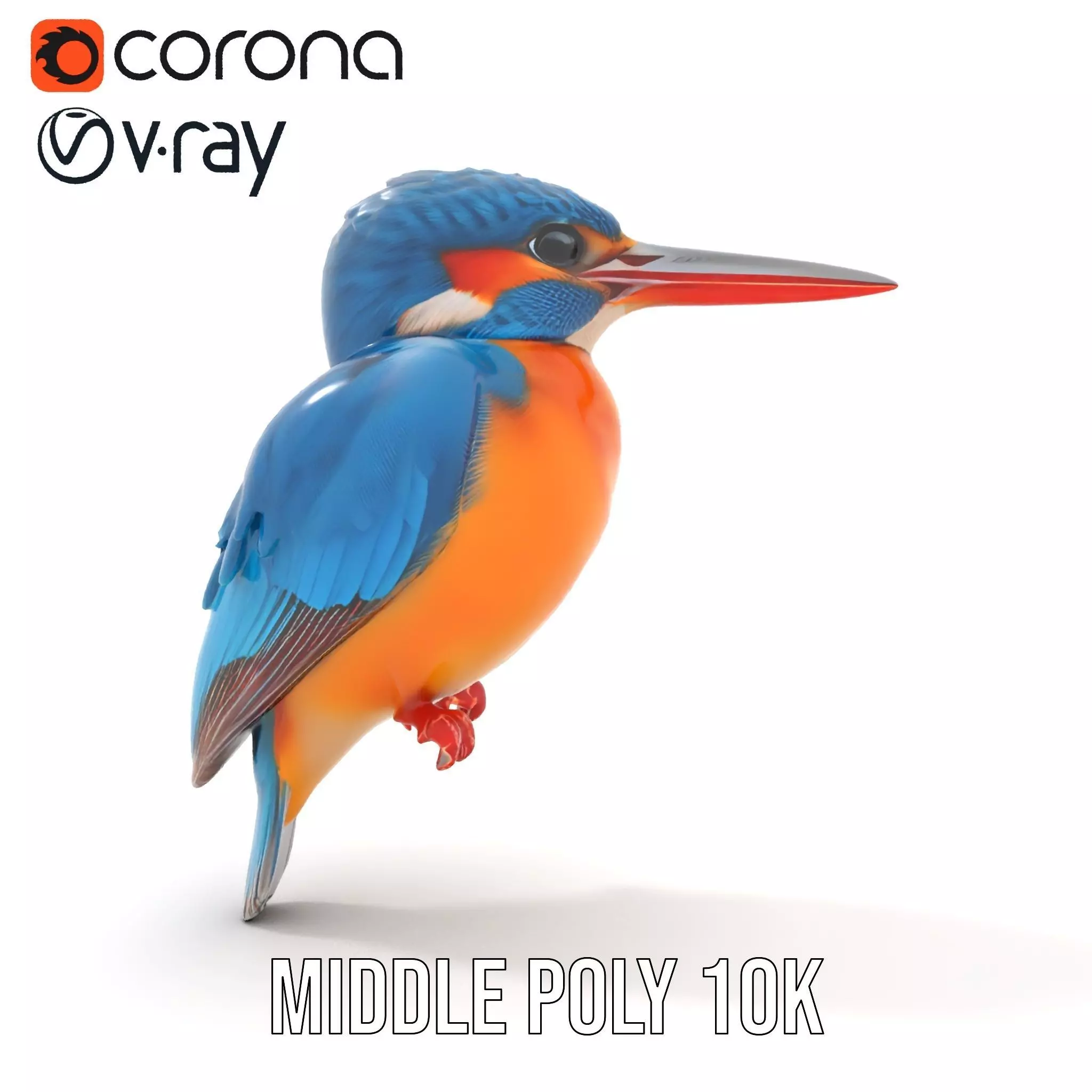 Vibrant Kingfisher Bird model pack Low-poly 3D model_5