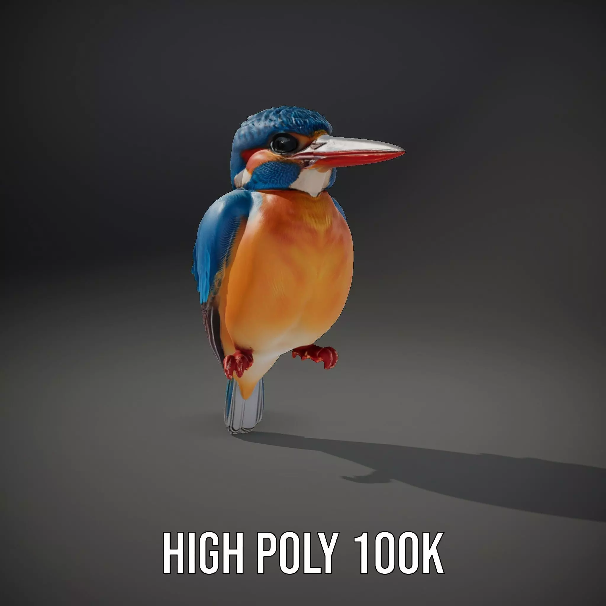 Vibrant Kingfisher Bird model pack Low-poly 3D model_8