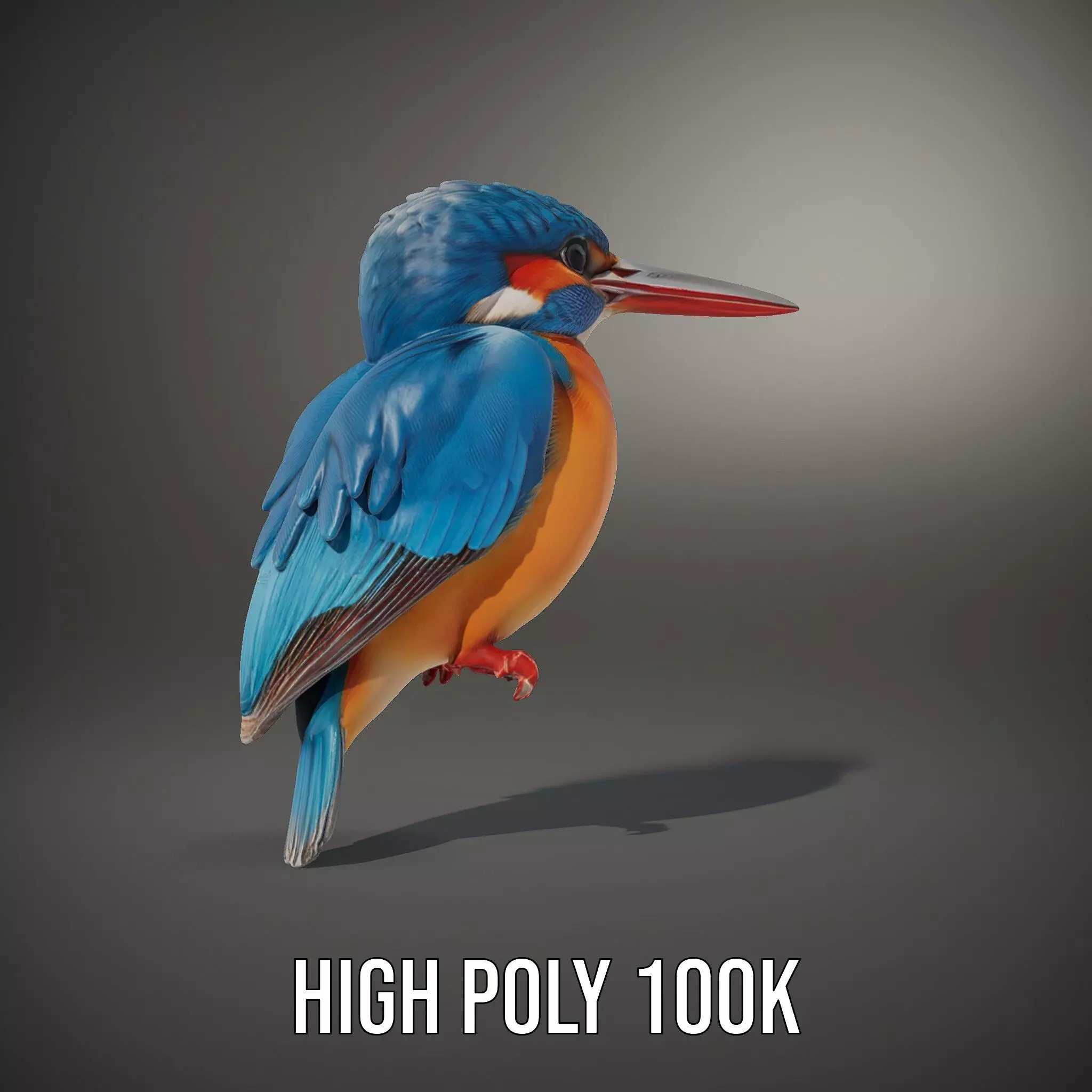 Vibrant Kingfisher Bird model pack Low-poly 3D model_10