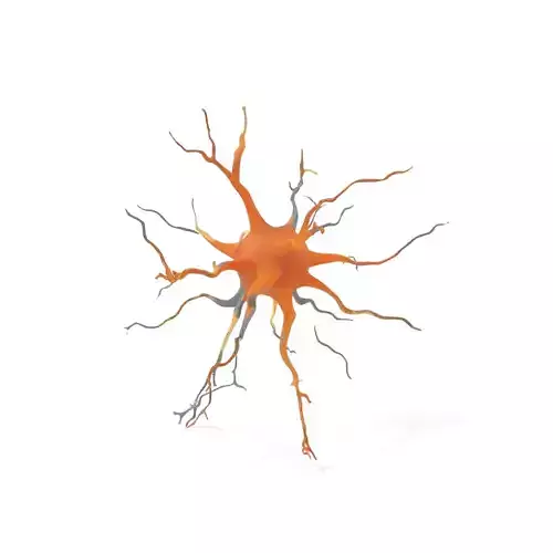Realistic Neuron model pack Low-poly 3D model