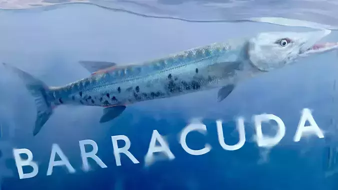 Animated Barracuda Low-poly 3D model