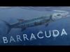 Animated Barracuda Low-poly 3D model_1