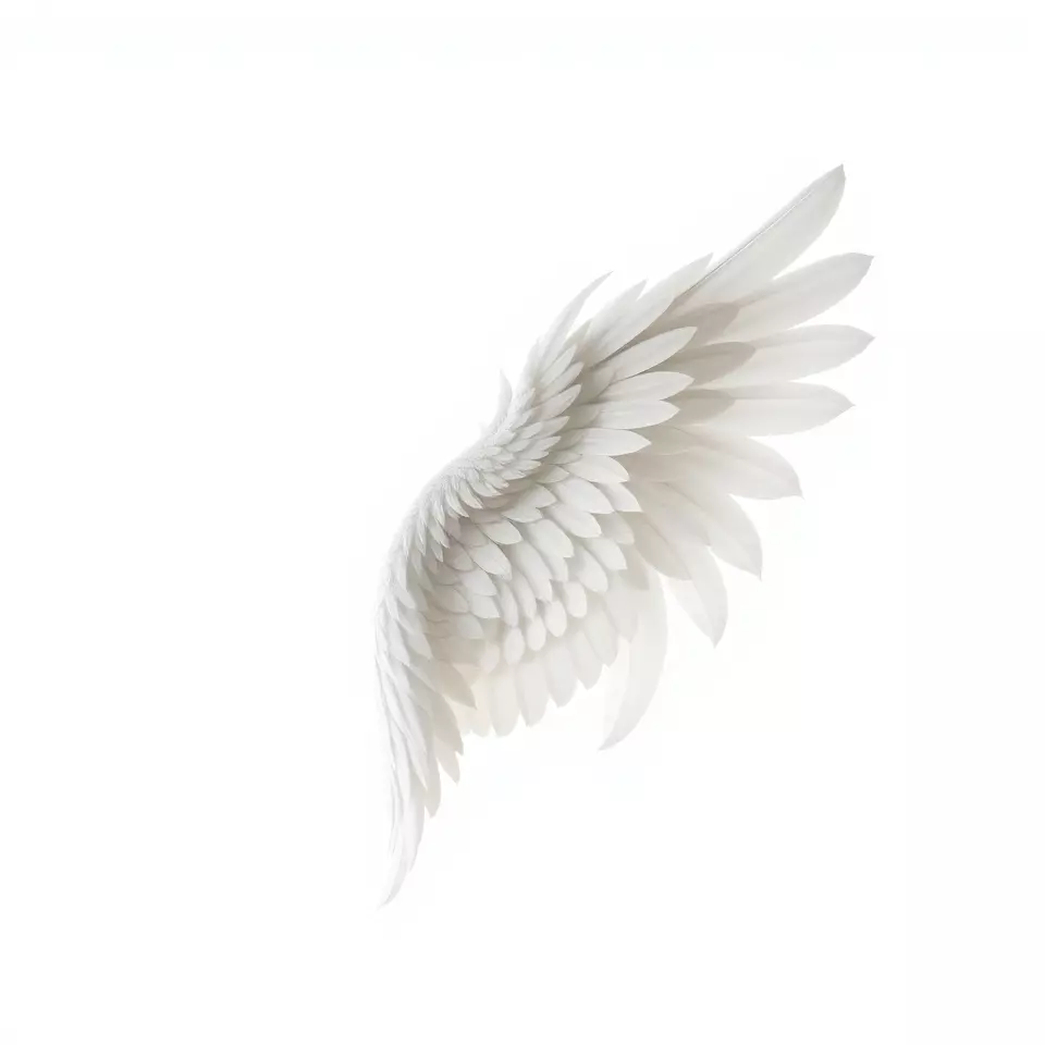 Elegant Feather Wing model pack Low-poly 3D model_3