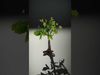 Verdant Elm Tree model pack Low-poly 3D model_2