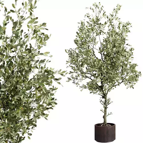 Tree Plants in a Metal Pot - Indoor Plant set 671 