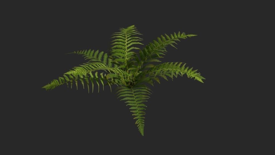 Foliage fern Free low-poly 3D model_2